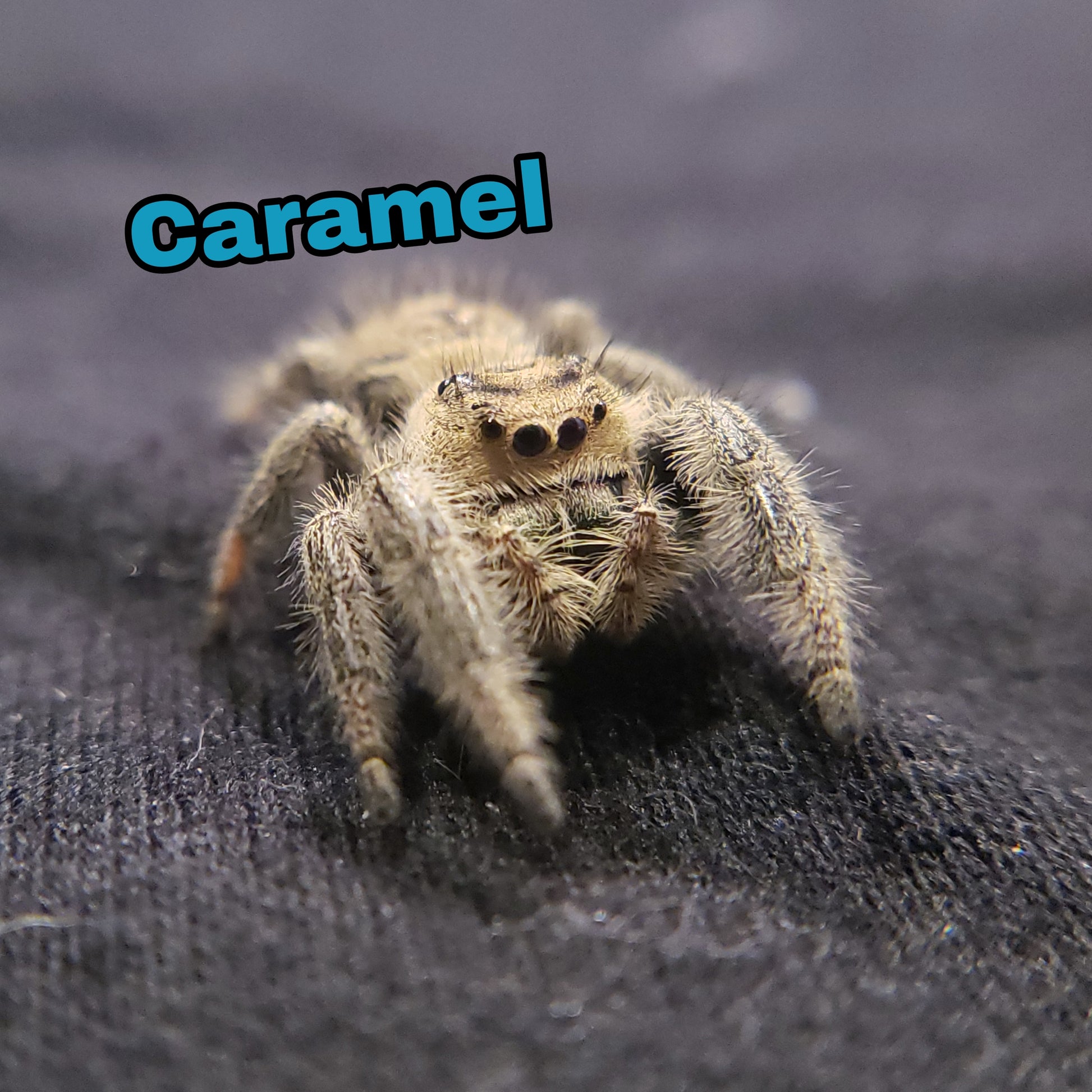 Regal Jumping Spider "Caramel" - Jumping Spiders For Sale - Spiders Source - #1 Regal Jumping Spider Store