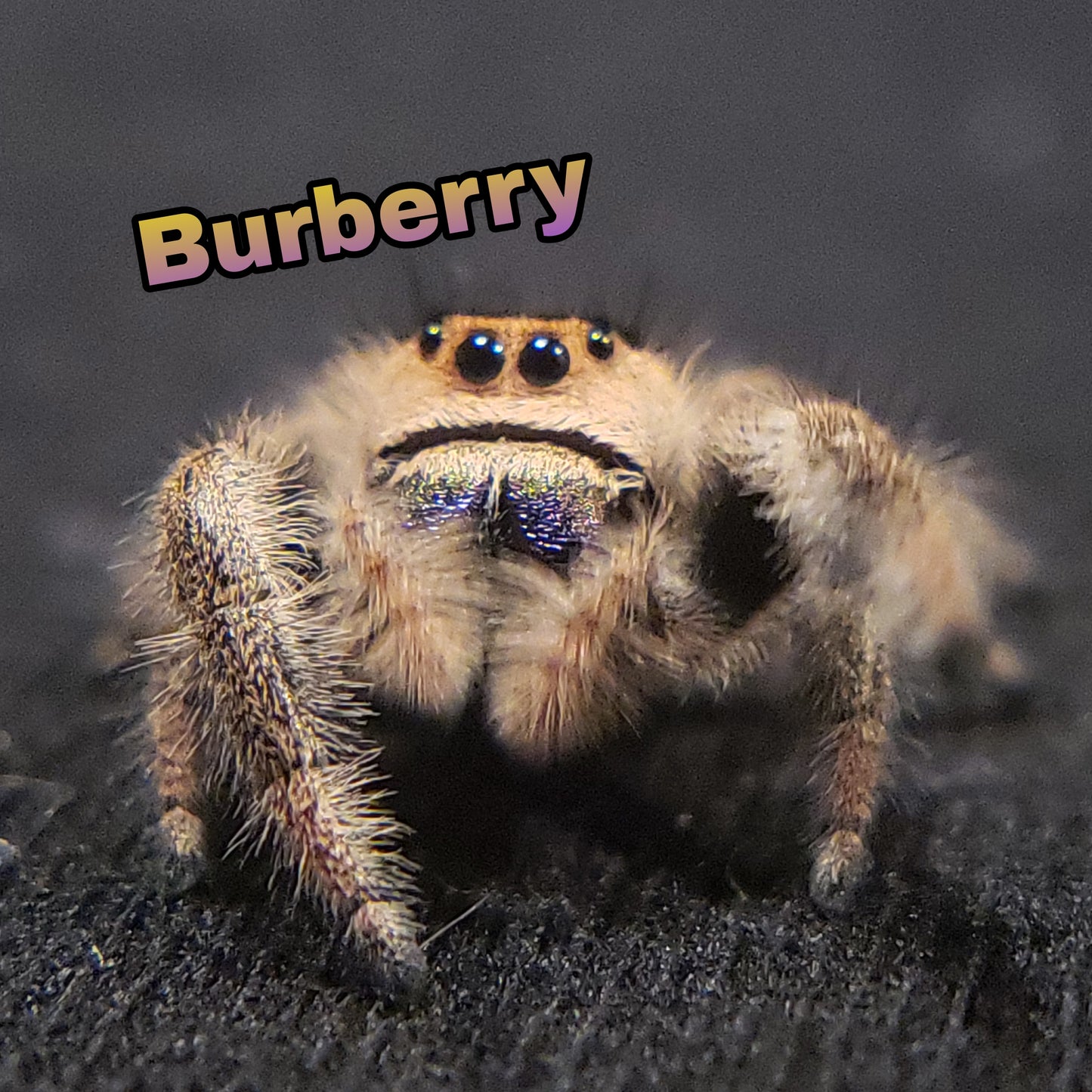 Jumping Spider For Sale, Burberry, Salticidae