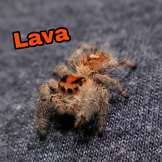 Made-to-order 4x7.25 surprise Design Coffee Shop Jumping Spider