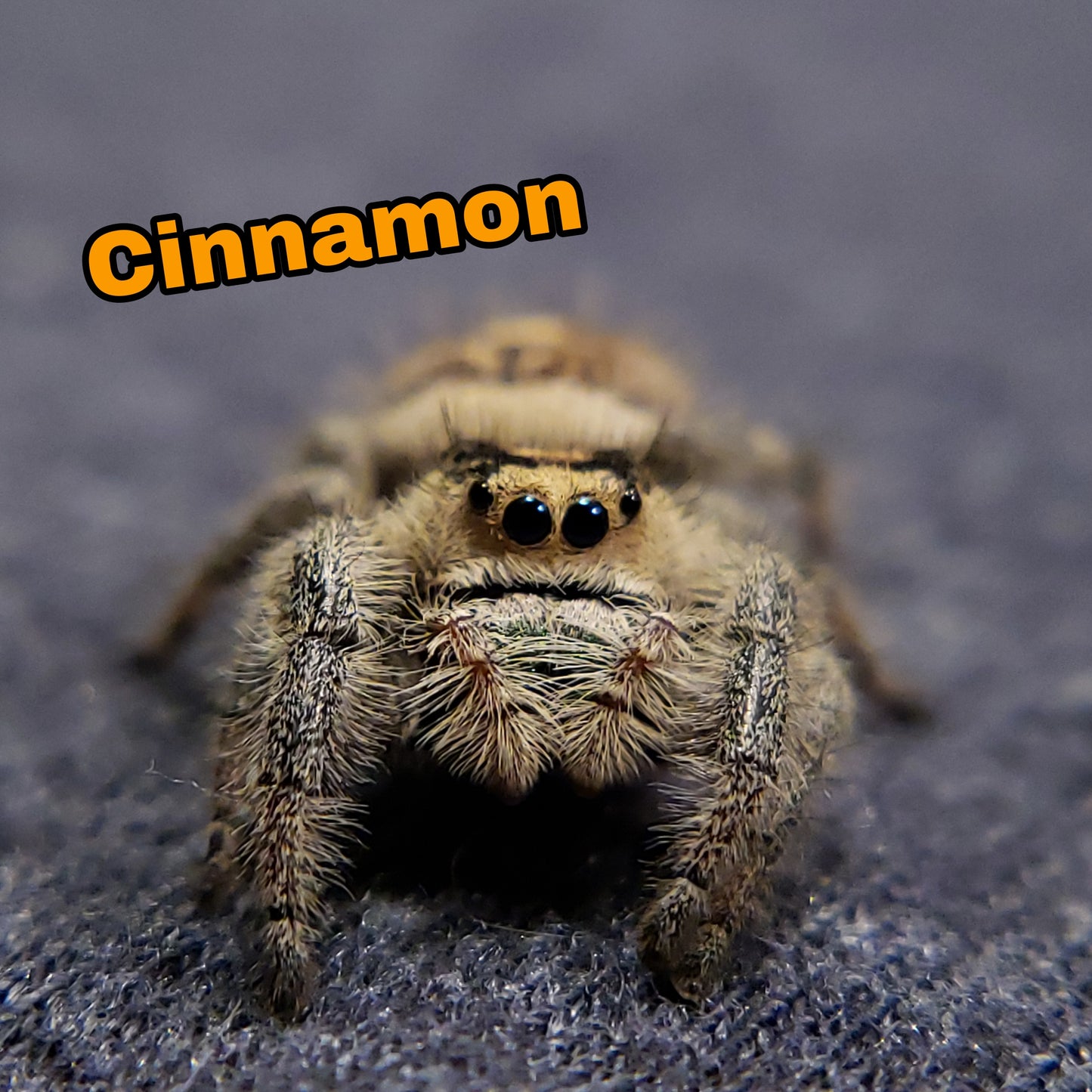 Regal Jumping Spider "Cinnamon" - Jumping Spiders For Sale - Spiders Source - #1 Regal Jumping Spider Store