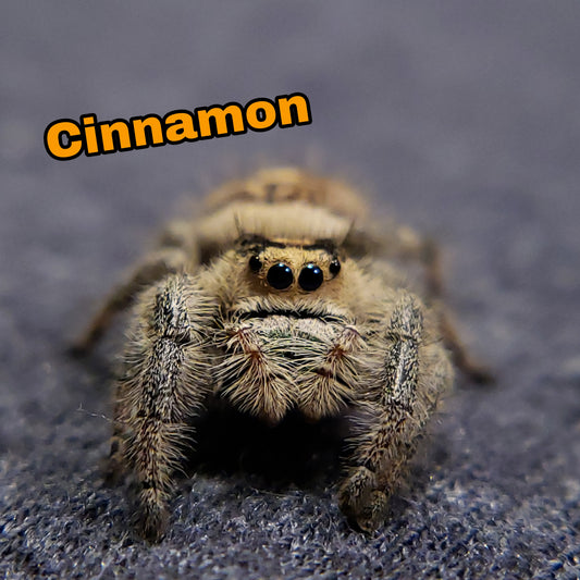 Made-to-order 4x7.25 surprise Design Coffee Shop Jumping Spider