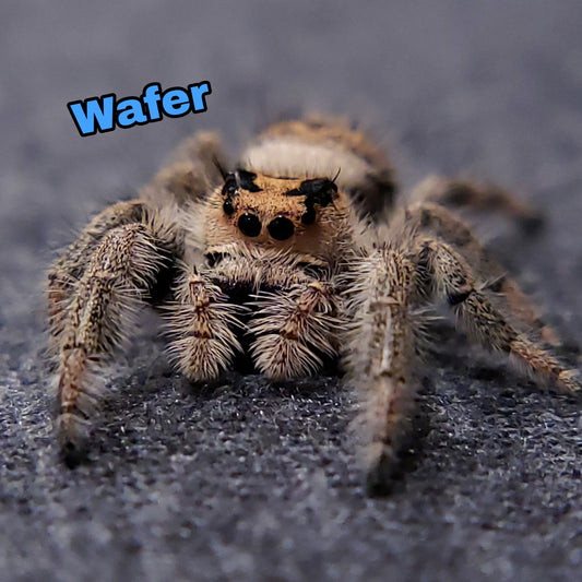 Regal Jumping Spider "Wafer"
