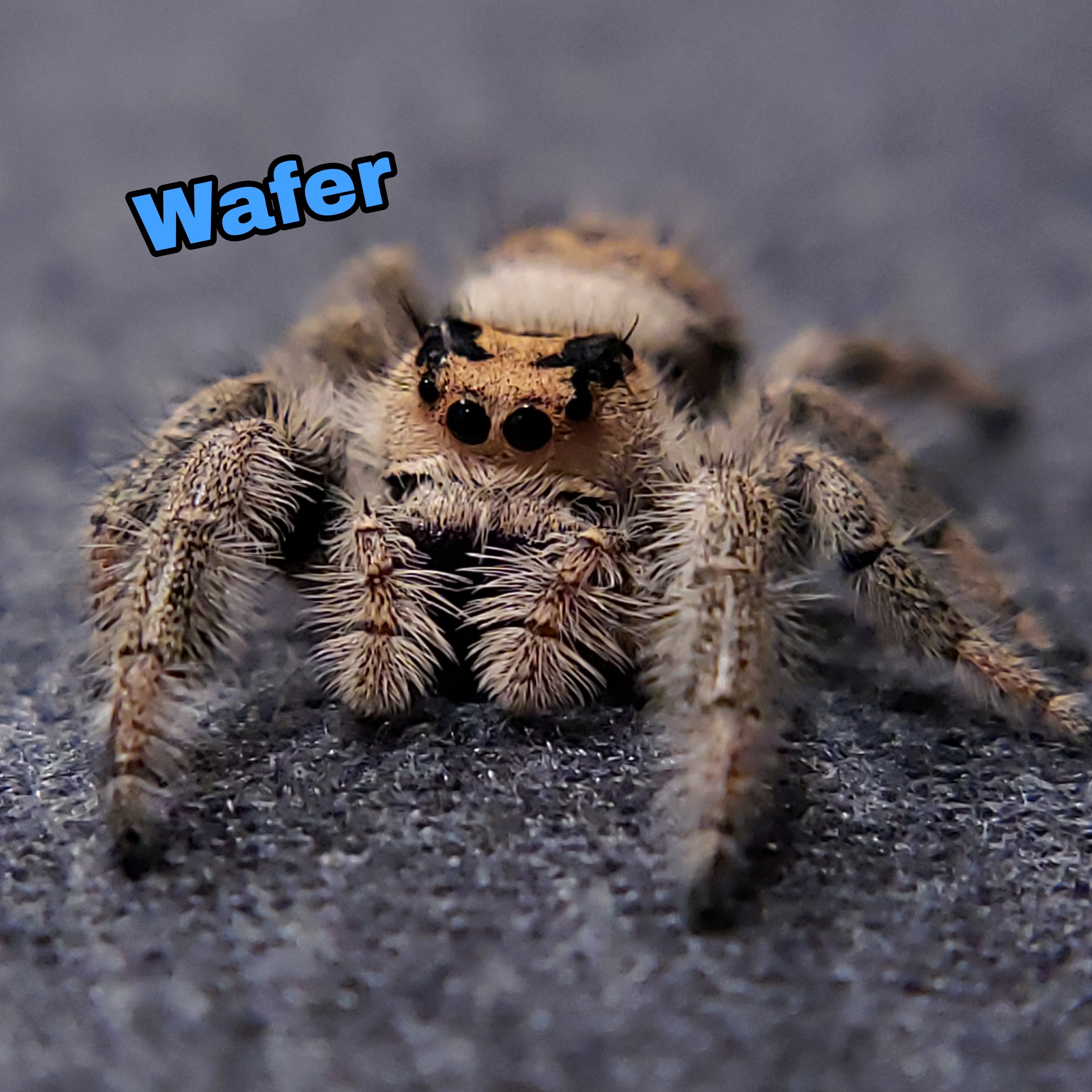 Jumping Spider For Sale, Wafer, Salticidae