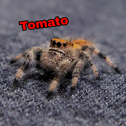Regal Jumping Spider "Tomato" - Jumping Spiders For Sale - Spiders Source - #1 Regal Jumping Spider Store