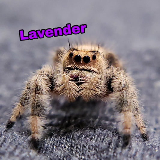 Regal Jumping Spider "Lavender"