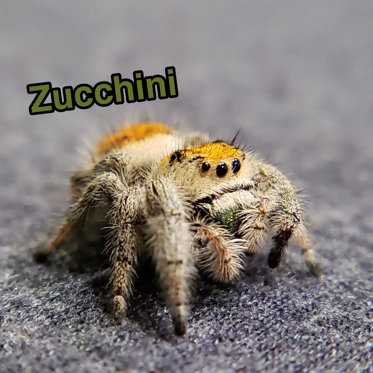 Regal Jumping Spider "Zucchini" - Jumping Spiders For Sale - Spiders Source - #1 Regal Jumping Spider Store