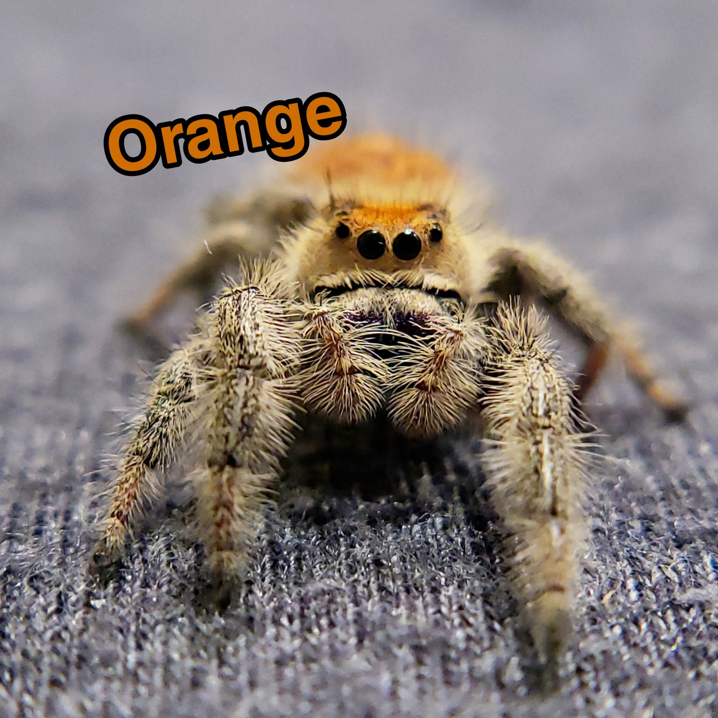 Jumping Spider For Sale, Orange, Salticidae