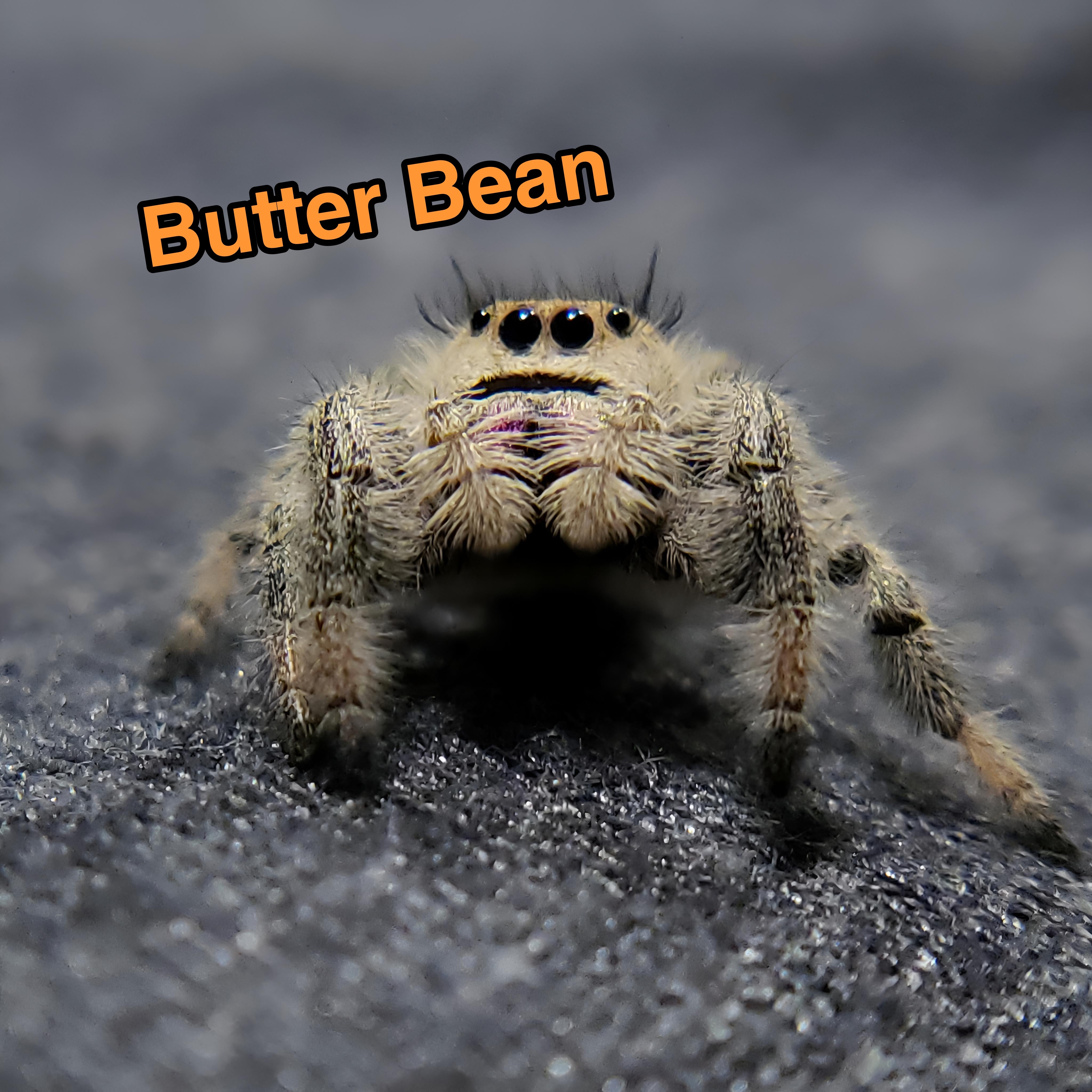 Jumping Spider For Sale, Butter Bean, Salticidae