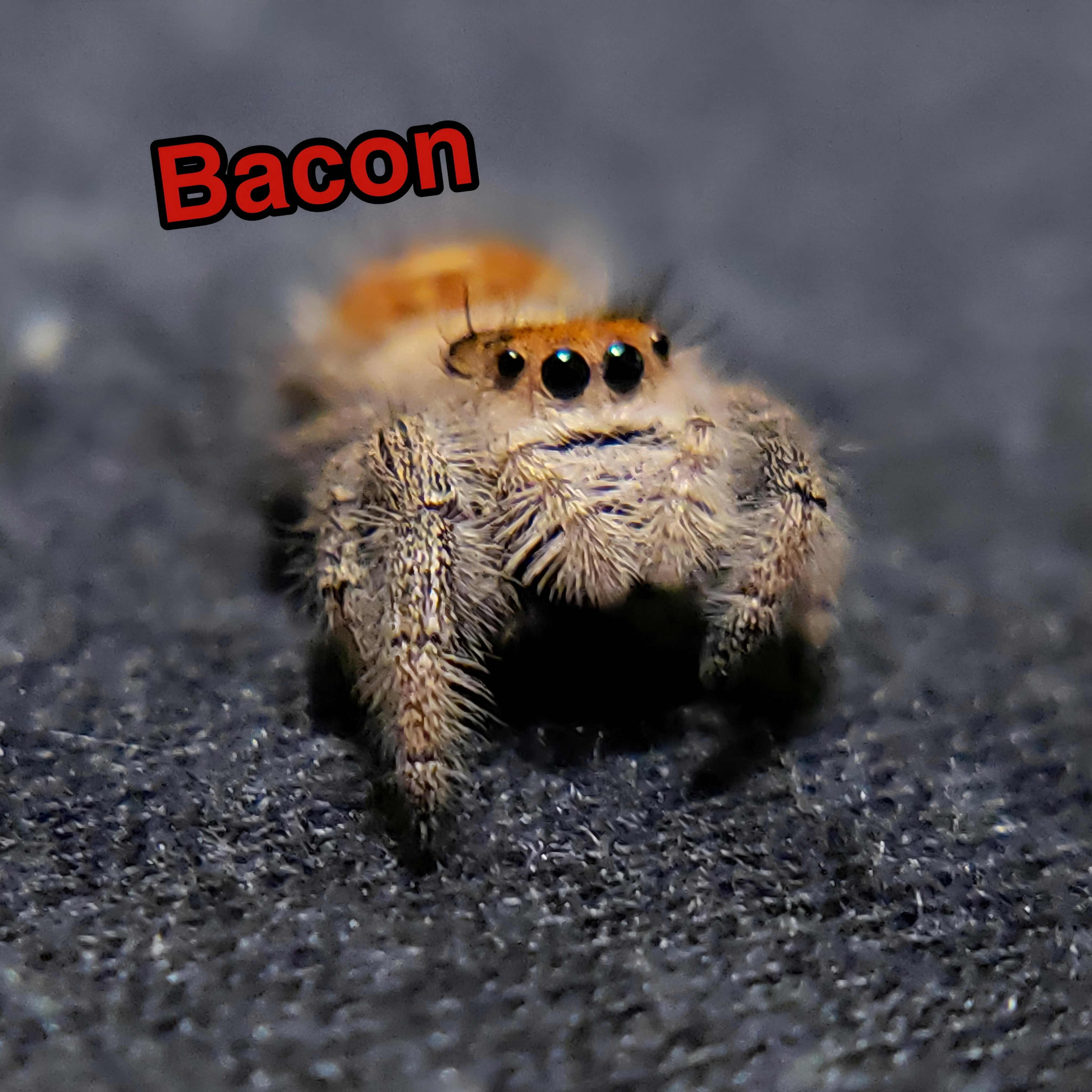 Regal Jumping Spider "Bacon" - Jumping Spiders For Sale - Spiders Source - #1 Regal Jumping Spider Store