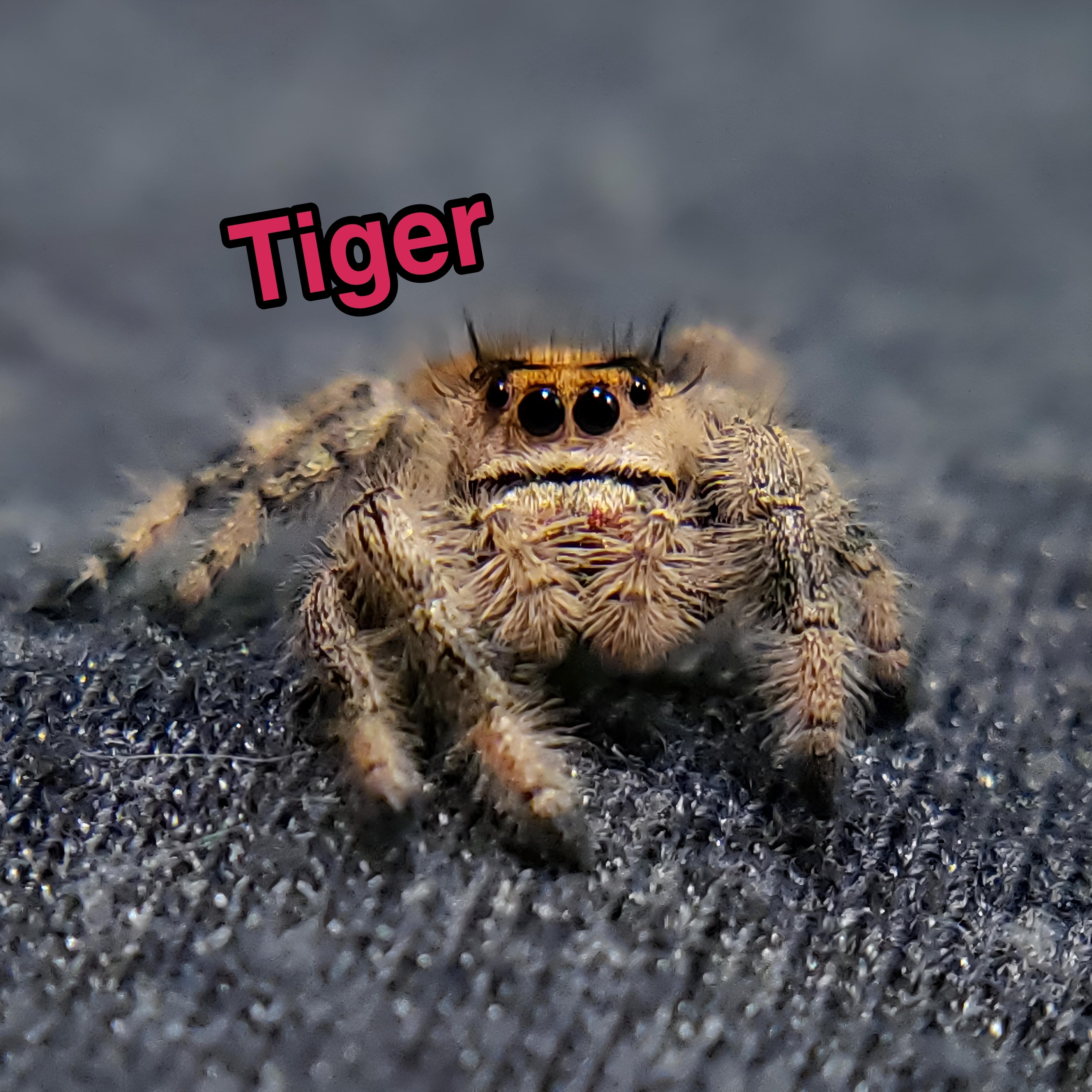 Jumping Spider For Sale, Tiger, Salticidae