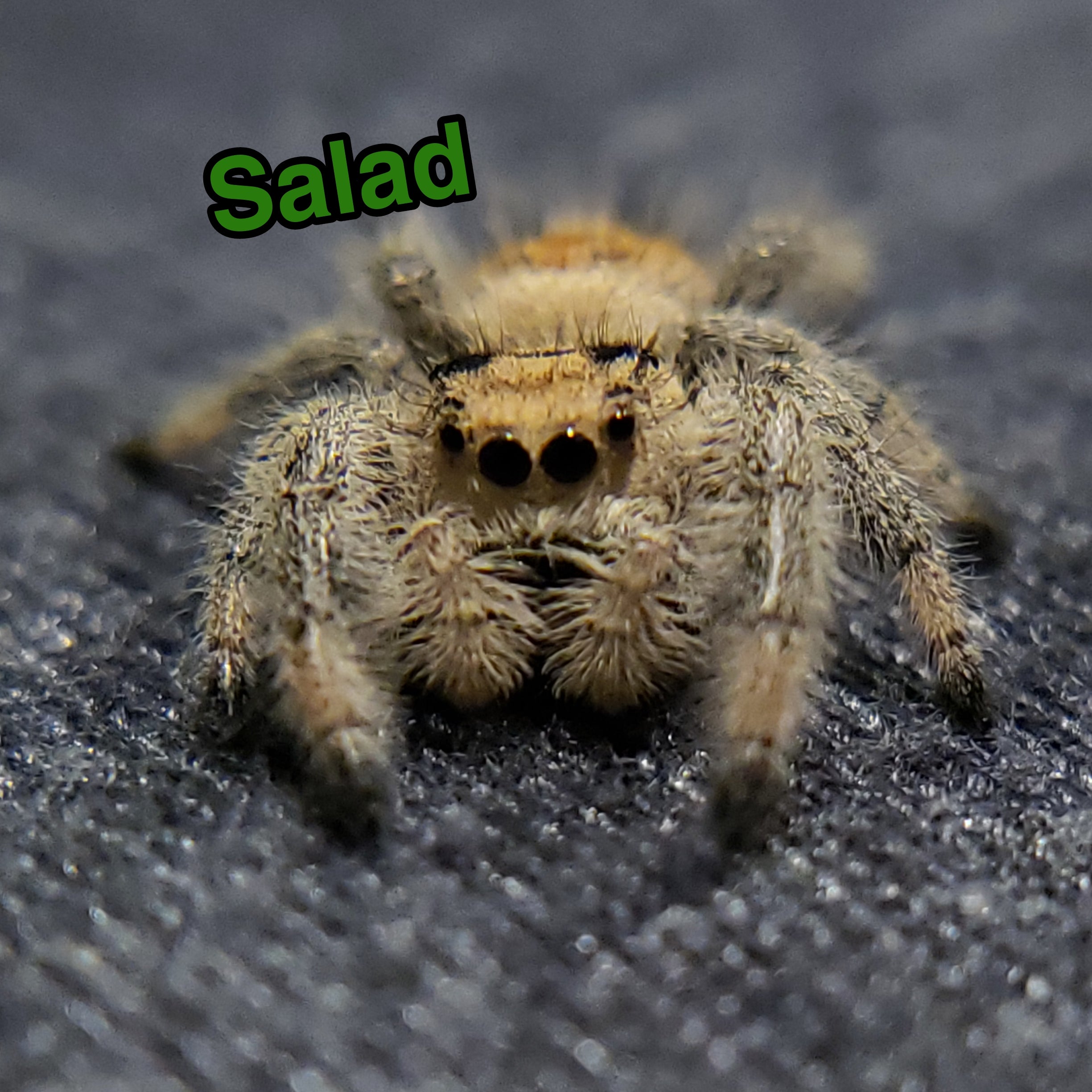 Regal Jumping Spider "Salad" - Jumping Spiders For Sale - Spiders Source - #1 Regal Jumping Spider Store