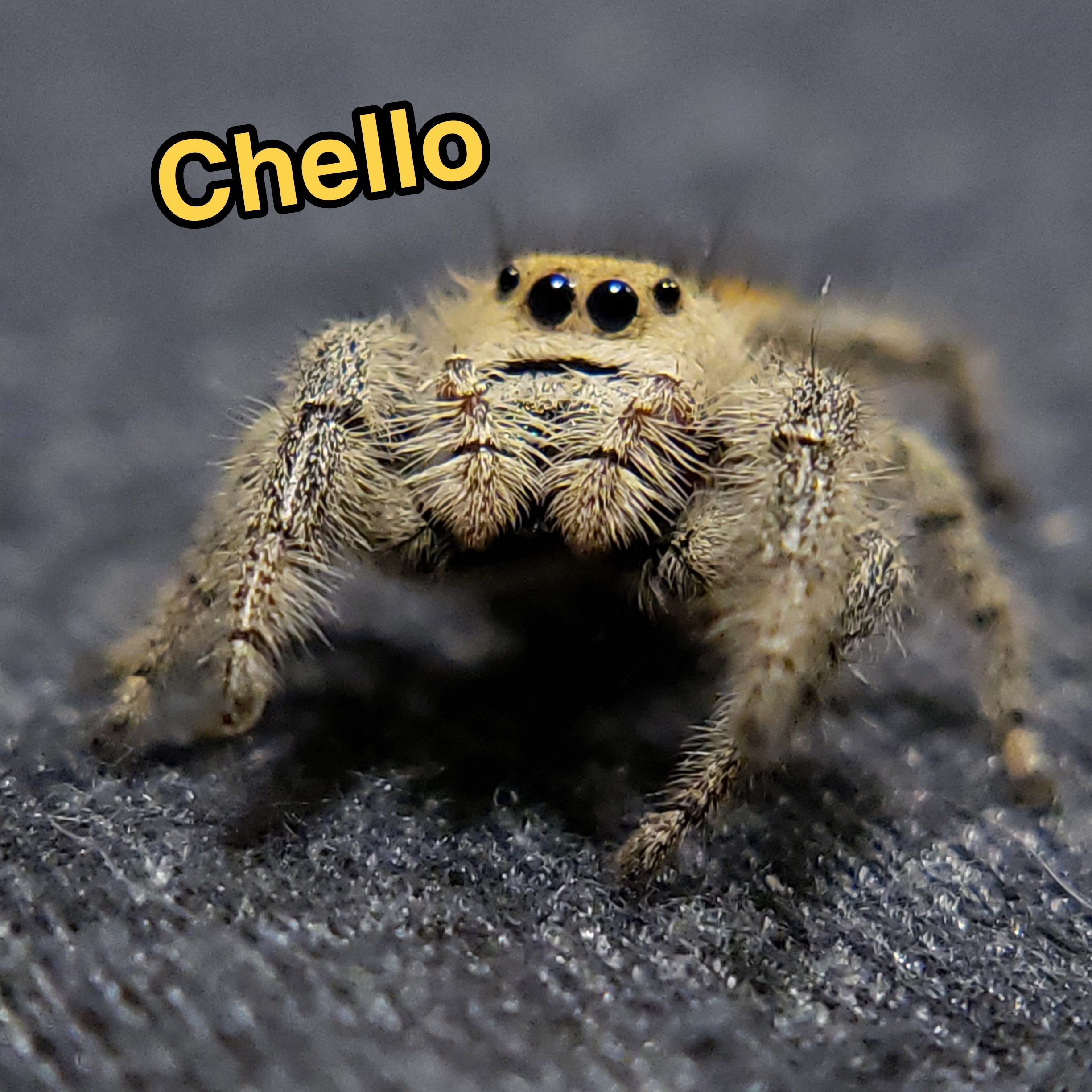 Jumping Spider For Sale, Cello, Salticidae