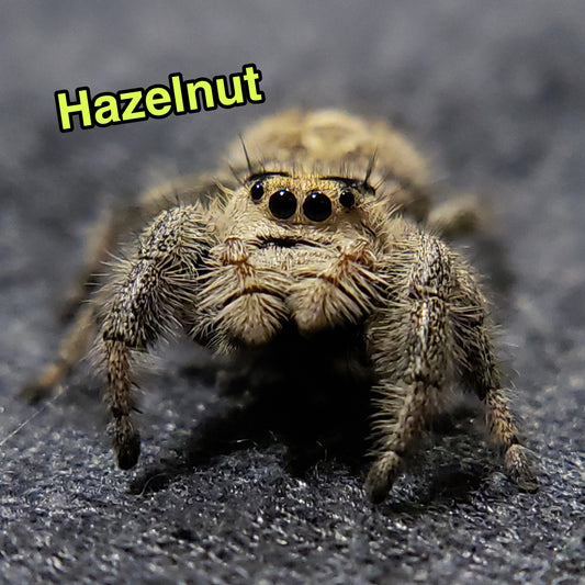 Jumping Spider For Sale, Hazelnut, Salticidae