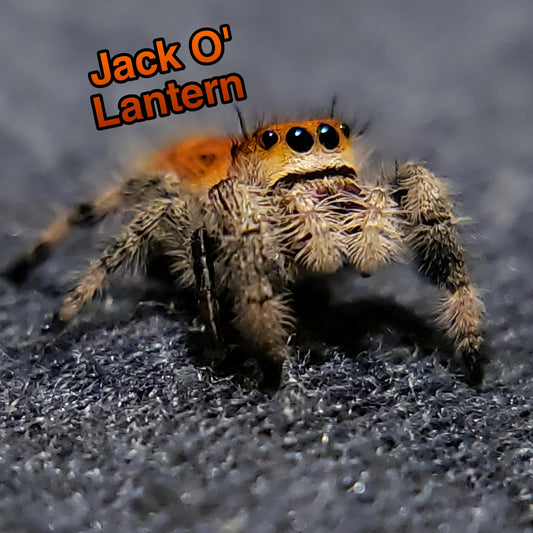 Jumping Spider For Sale, Jack O' Lantern, Salticidae