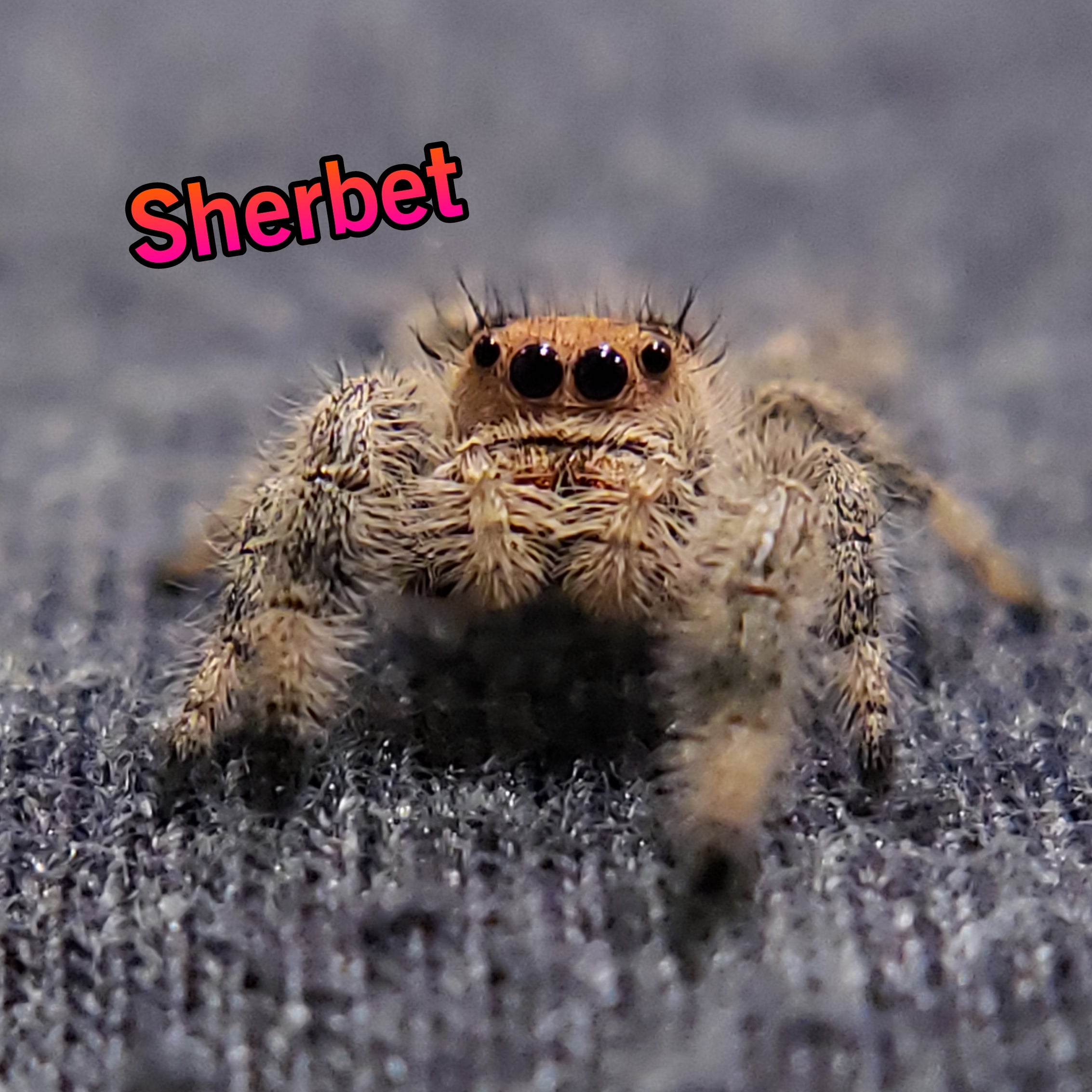 Regal Jumping Spider "Sherbert"