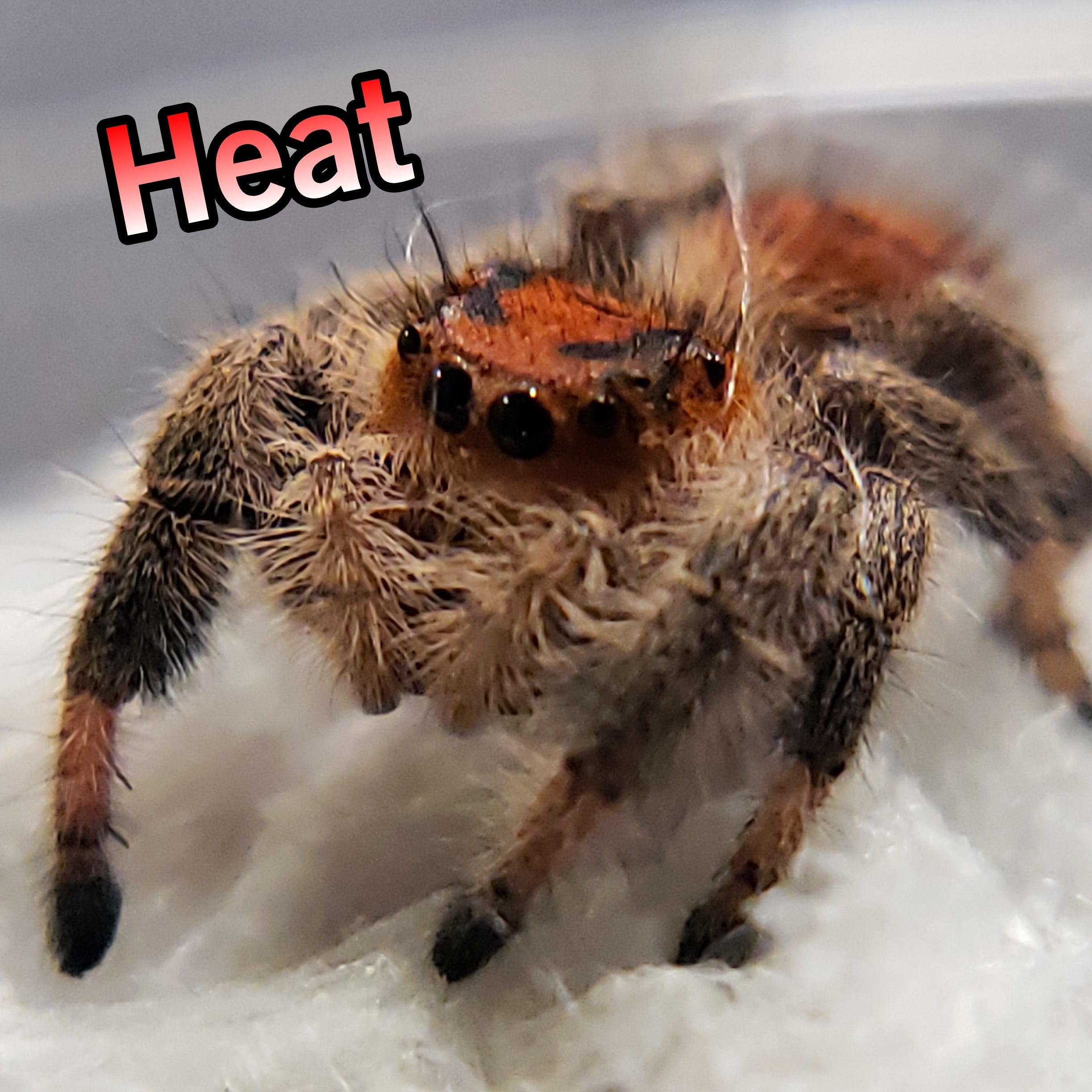 Regal Jumping Spider "Heat"