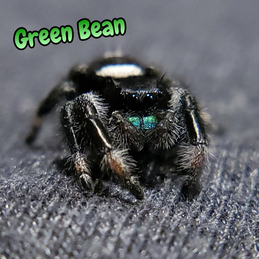 Regal Jumping Spider "Green Bean"
