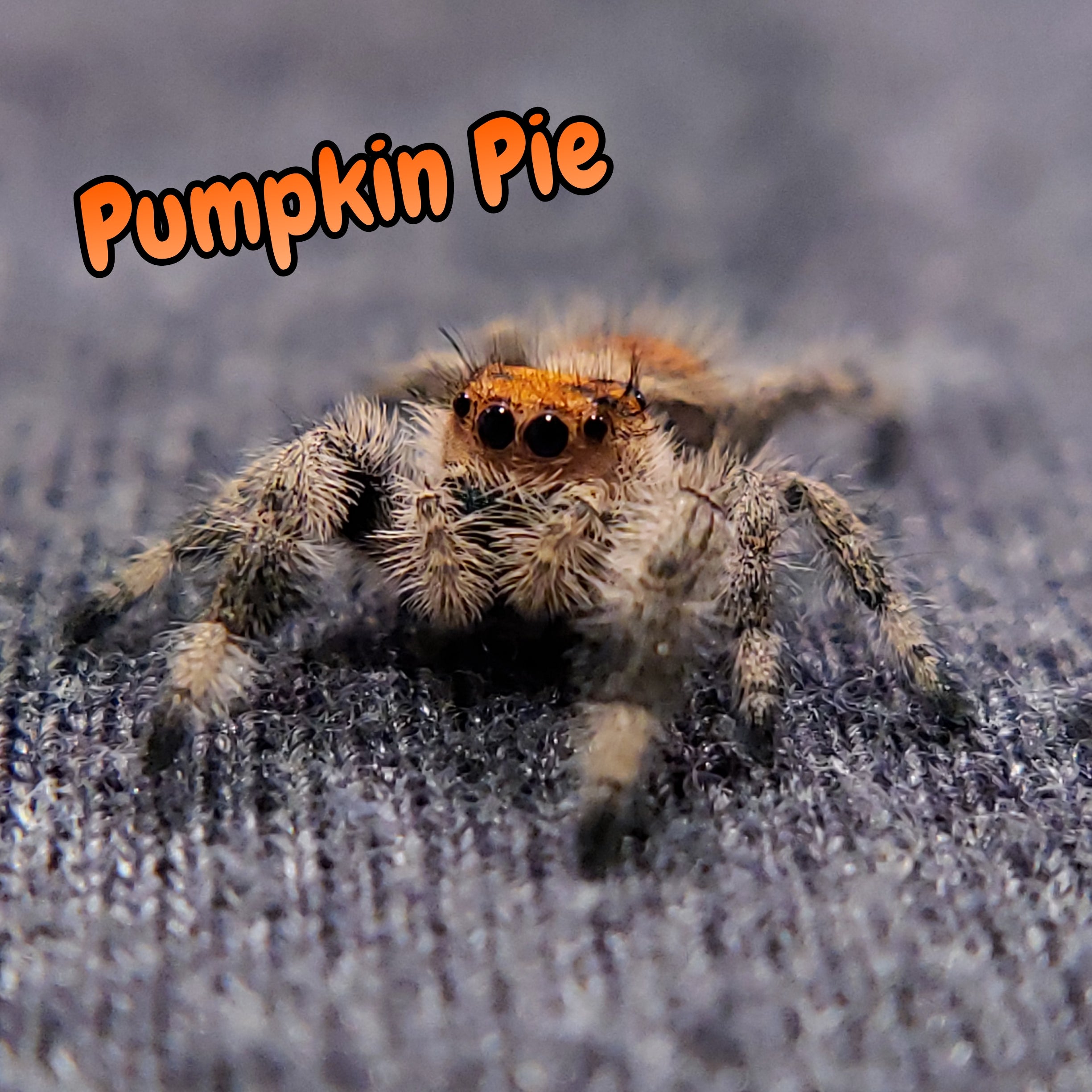Regal Jumping Spider "Pumpkin Pie"