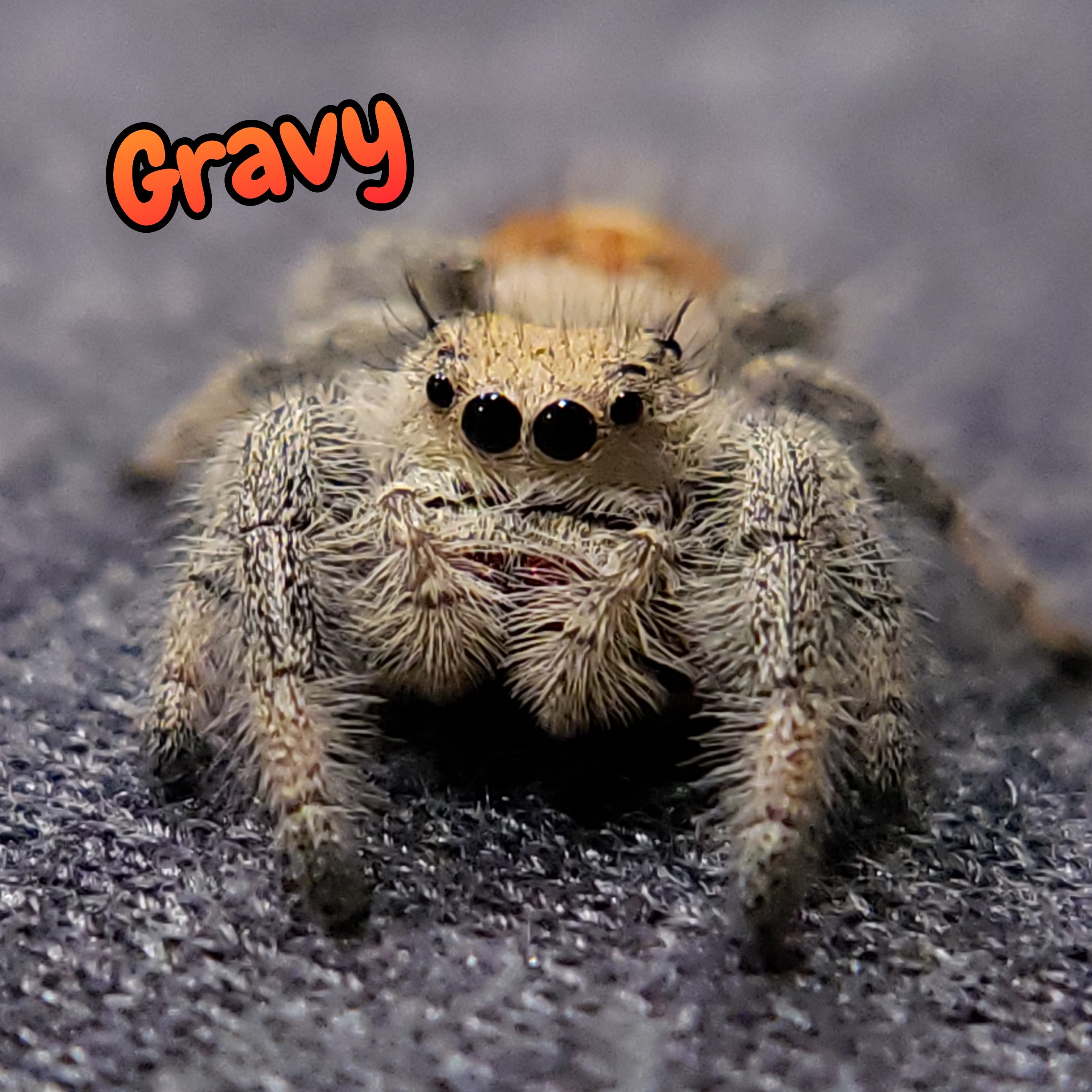 Regal Jumping Spider "Gravy"