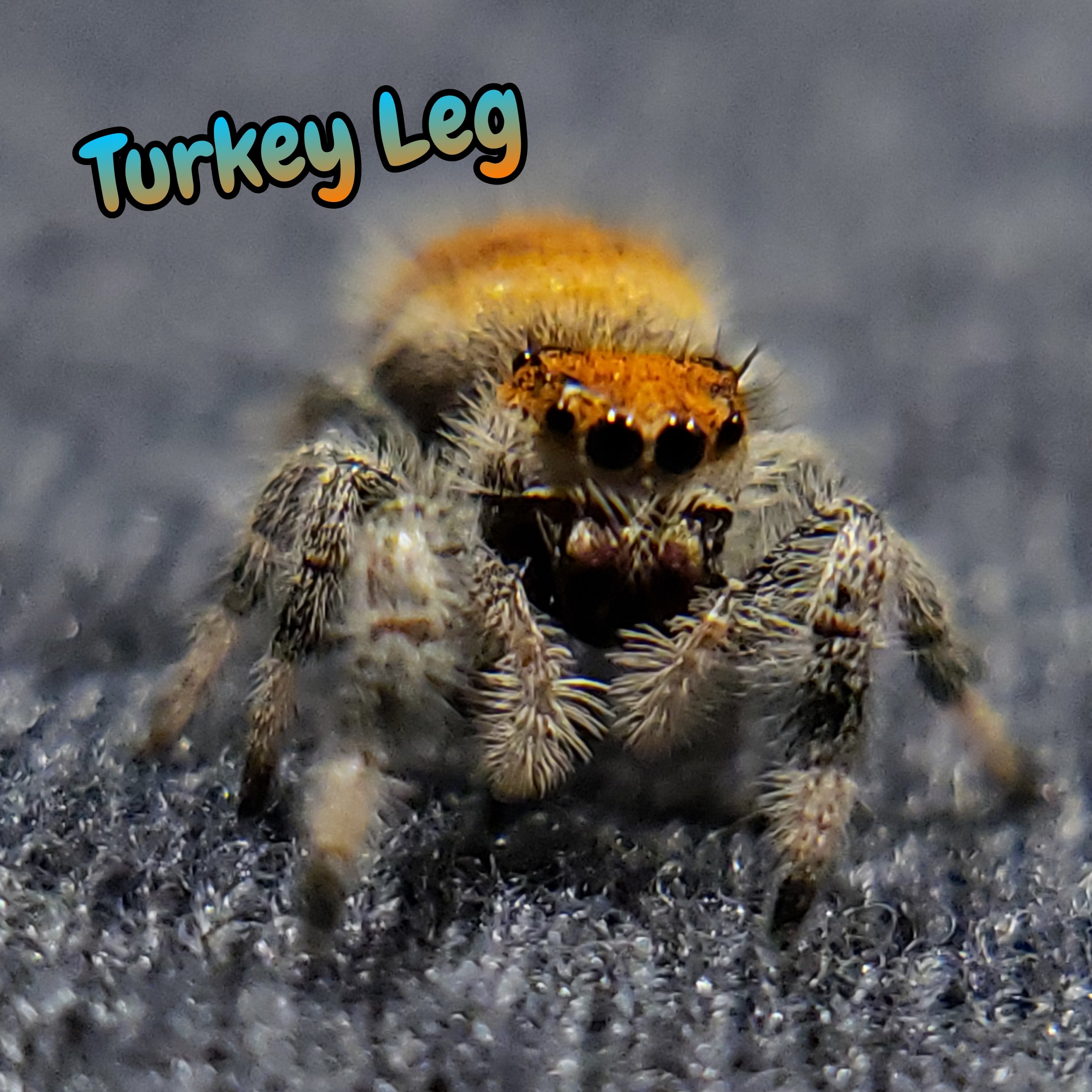 Regal Jumping Spider "Turkey Leg"