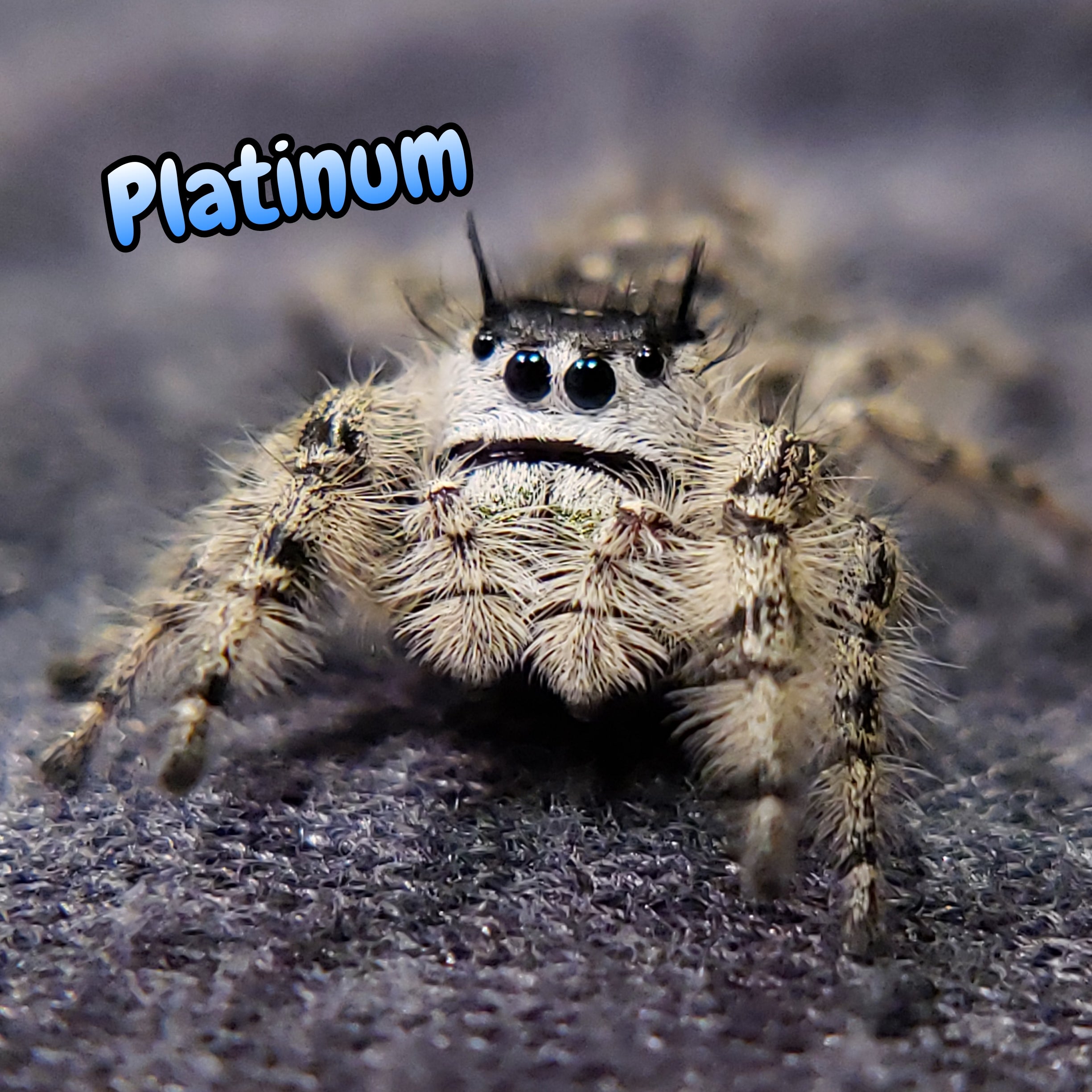Otiosus Jumping Spider "Platinum" (High White)