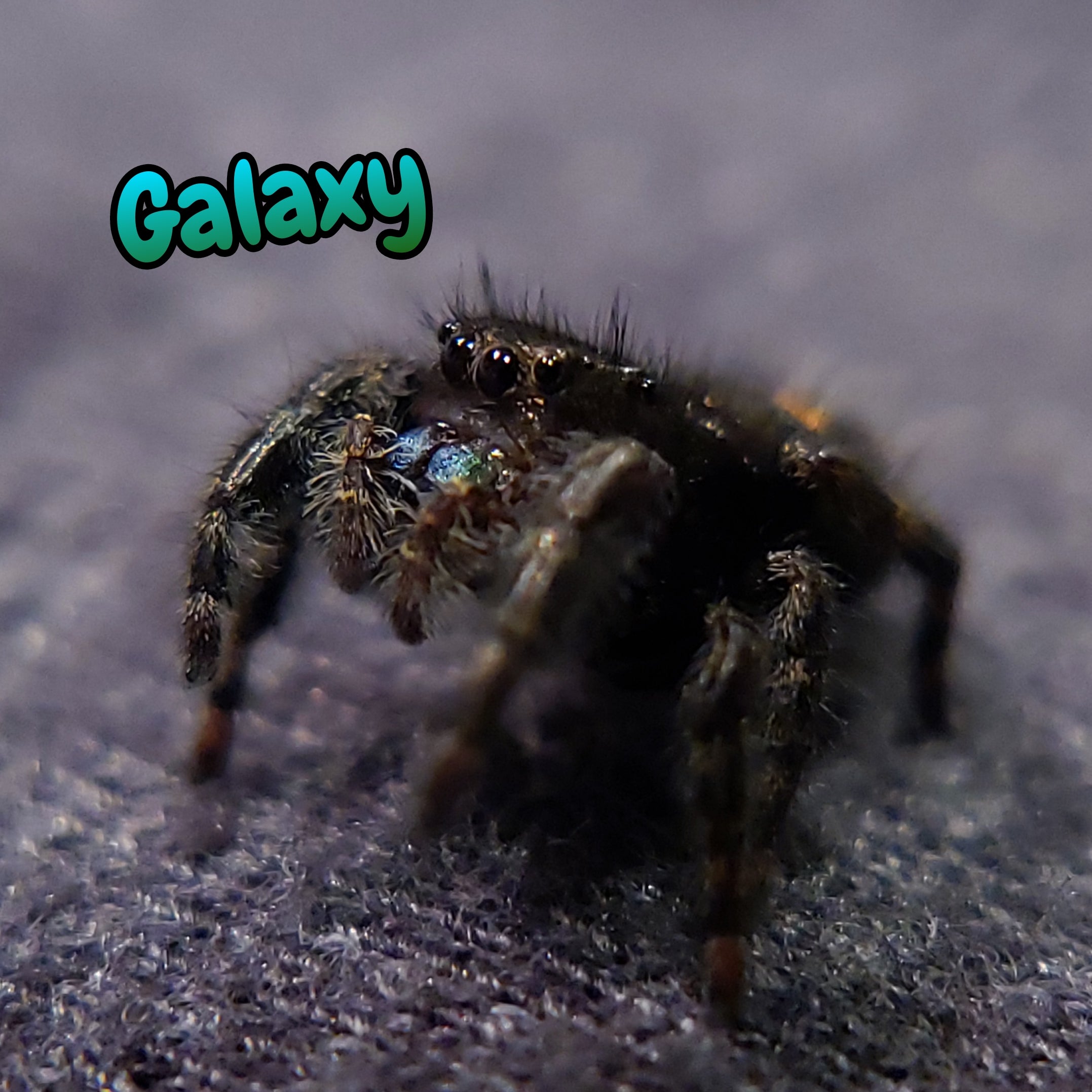 Audax Jumping Spider "Galaxy"