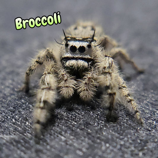 Otiosus Jumping Spider "Broccoli" (High White)
