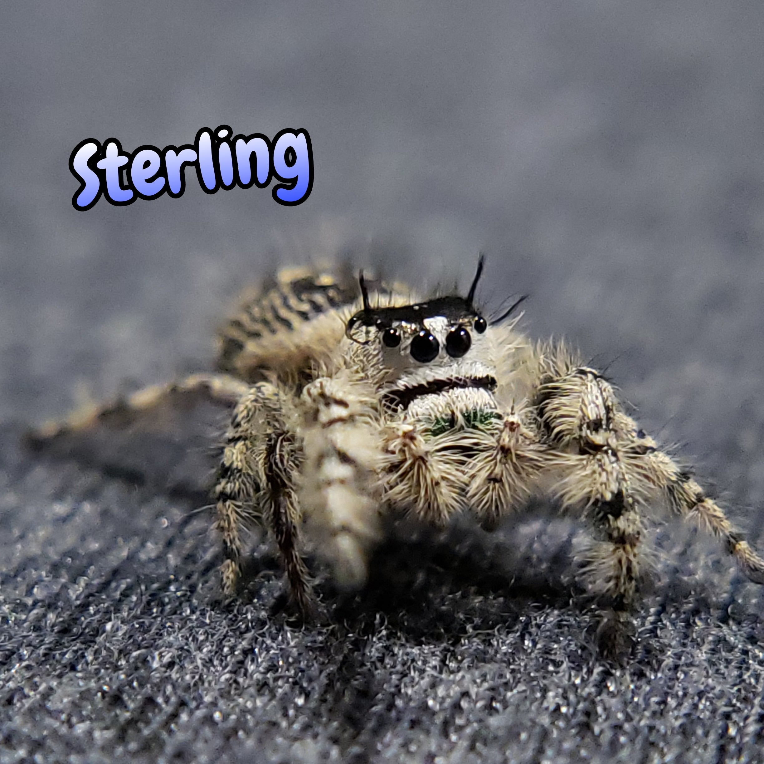 Otiosus Jumping Spider "Sterling" (High White)