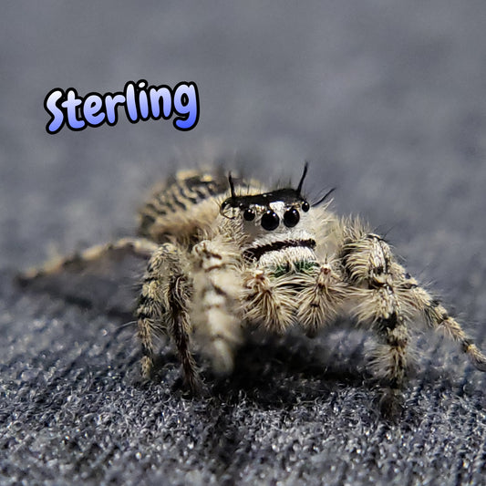 Jumping Spiders For Sale - Affordable Shipping - Phidippus Regius