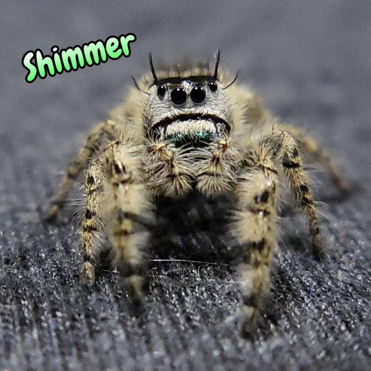 Otiosus Jumping Spider "Shimmer" (High White)