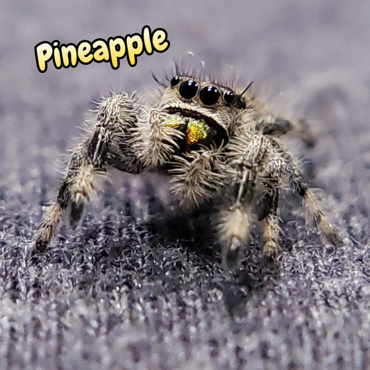 Pineapple, jumping, spider 