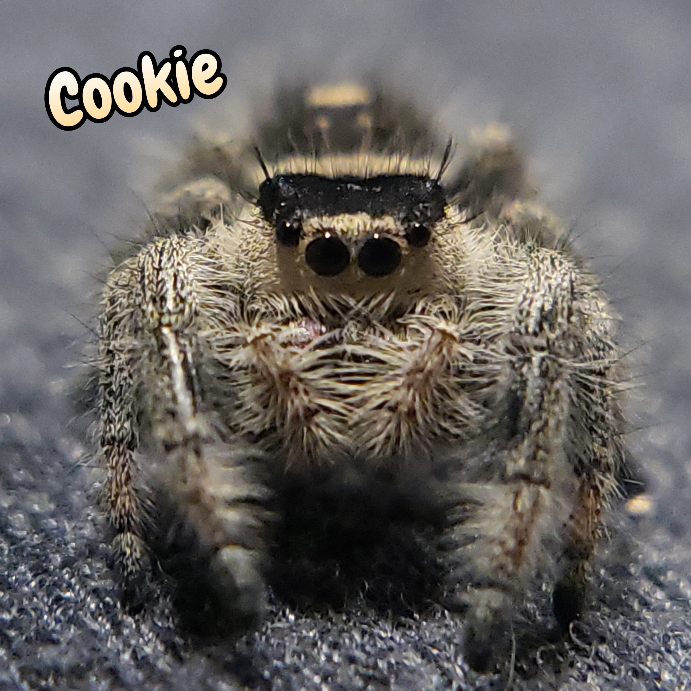 Regal Jumping Spider "Cookie"
