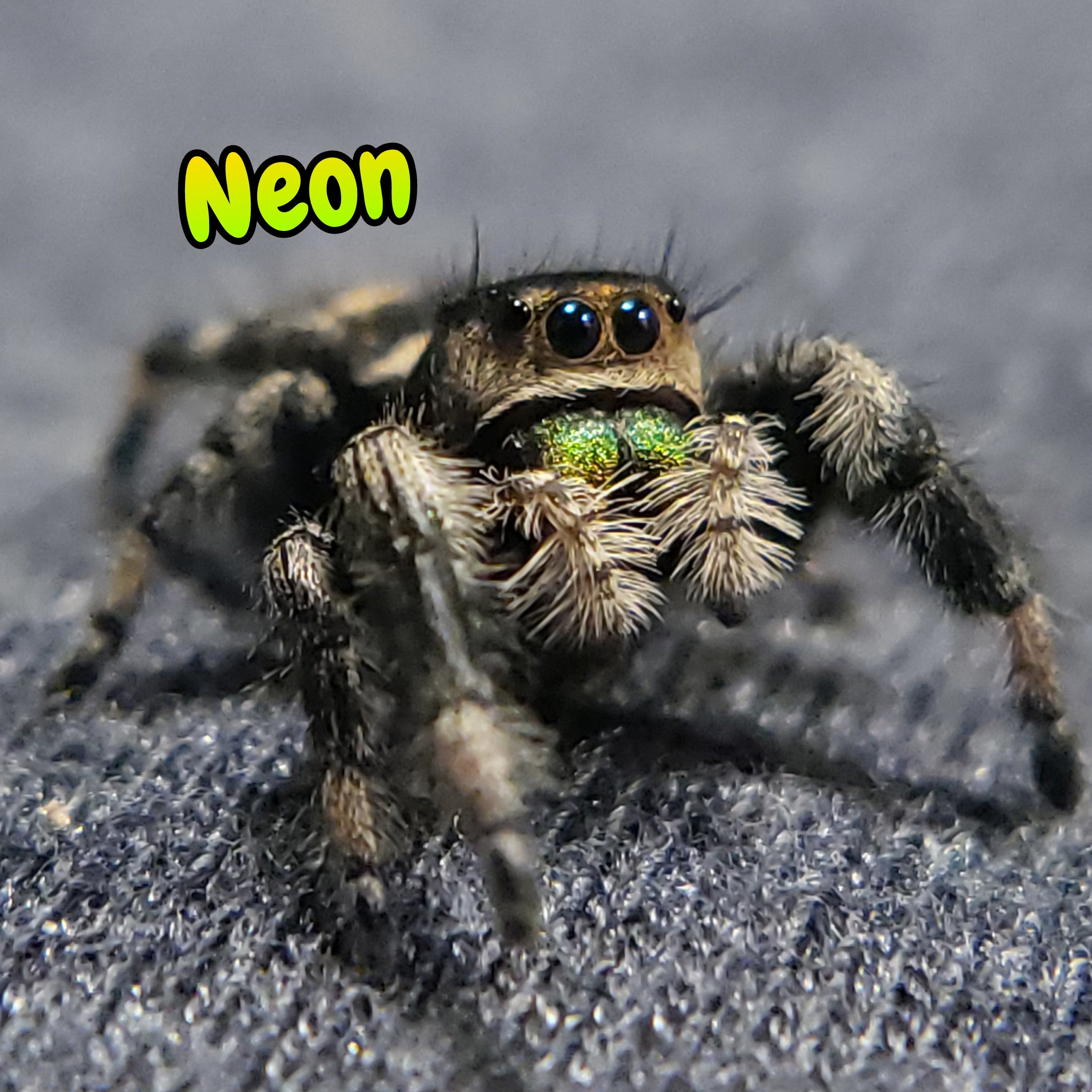Regal Jumping Spider "Neon"