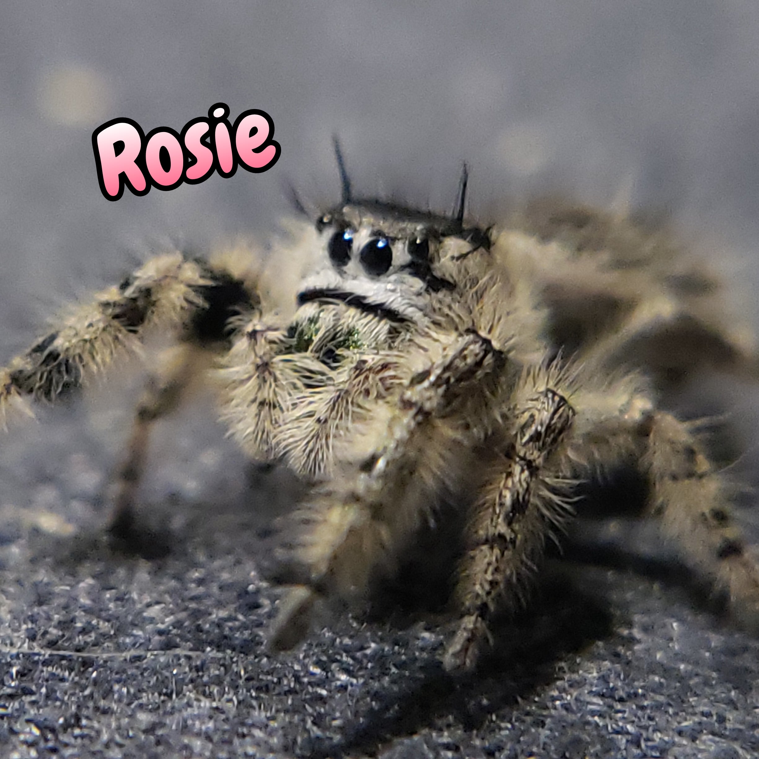Otiosus Jumping Spider "Rosie" (High White)