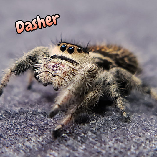 Regal Jumping Spider "Dasher"