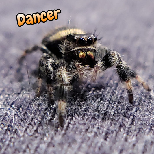 Regal Jumping Spider "Dancer"