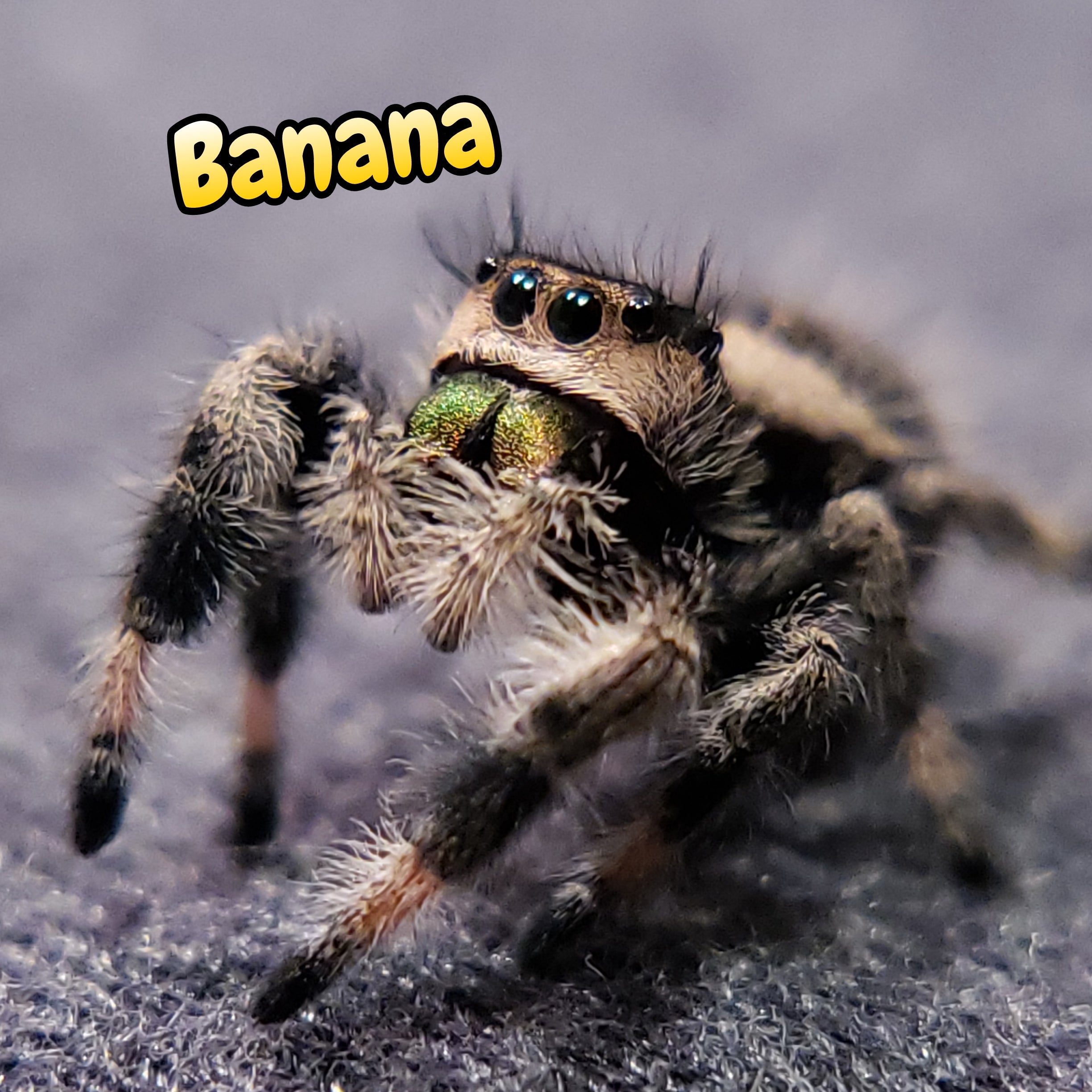 Regal Jumping Spider "Banana"