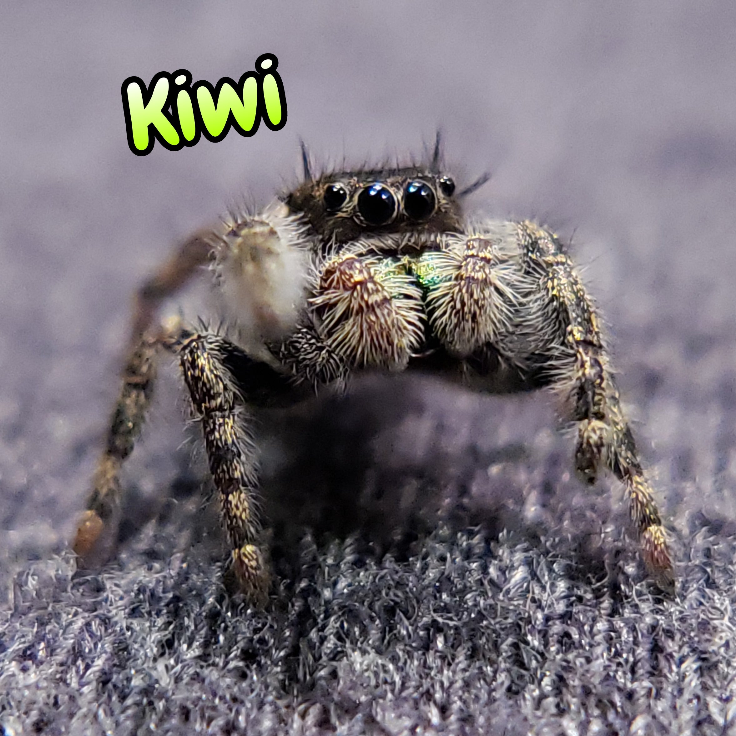 Regal Jumping Spider "Kiwi"