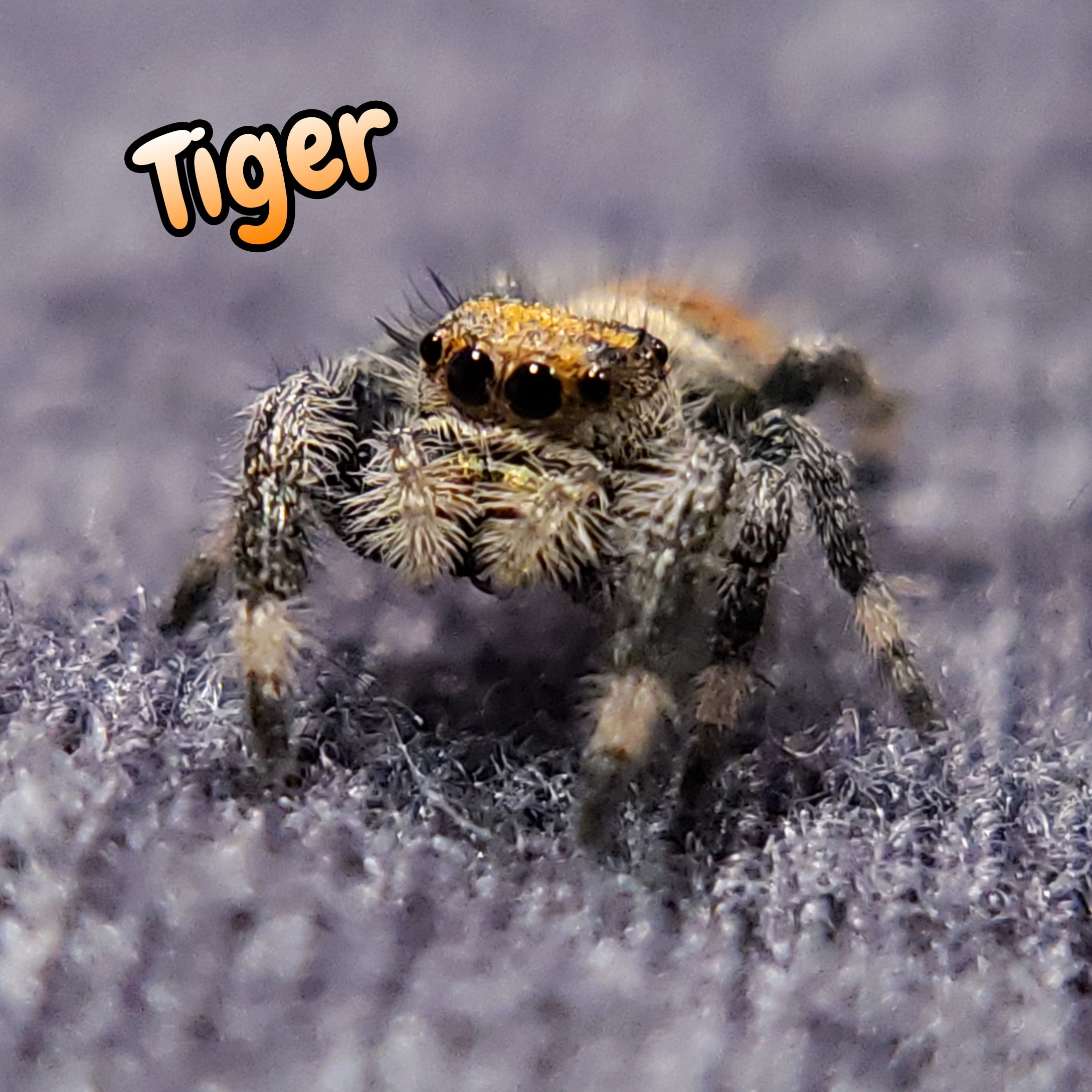 Regal Jumping Spider "Tiger"