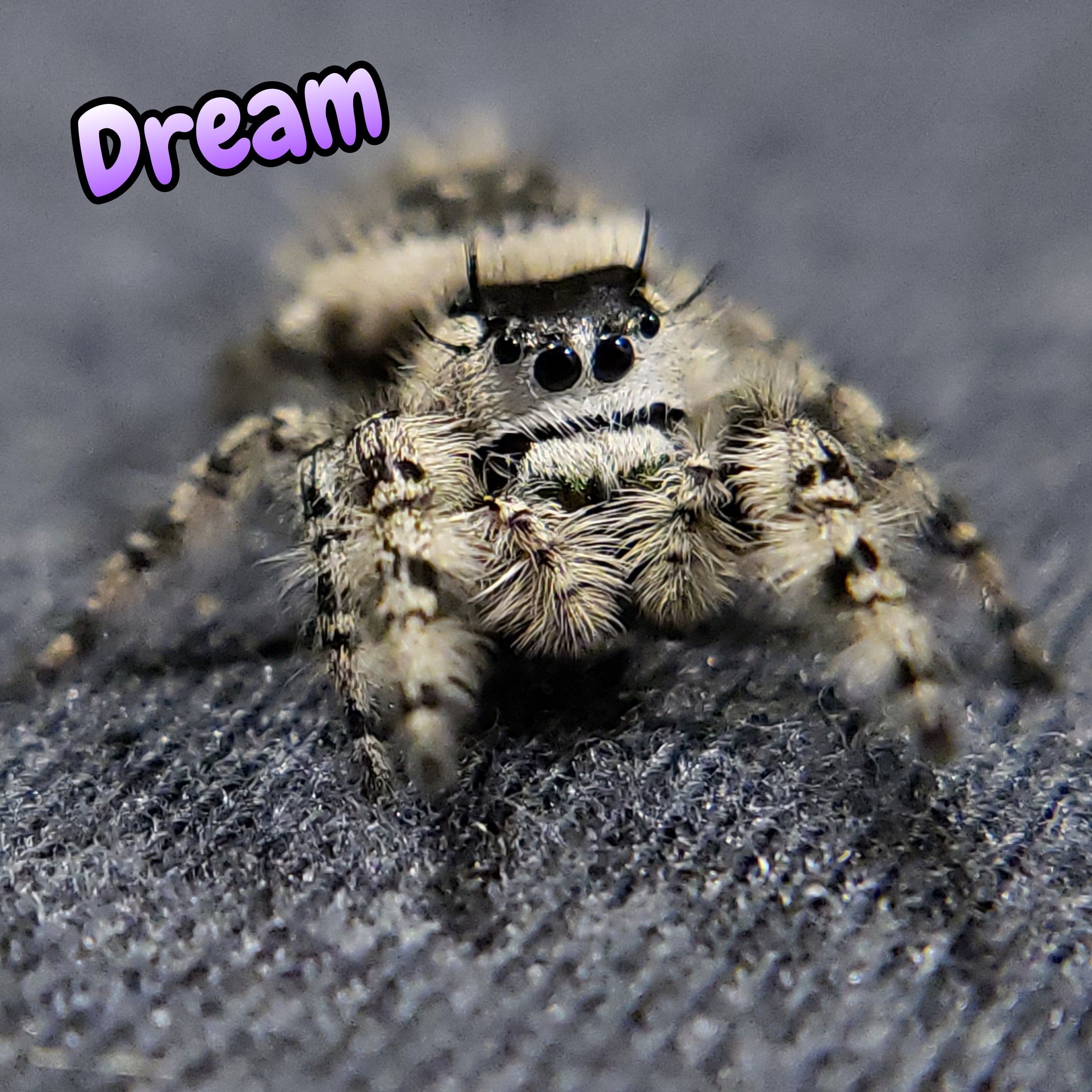Otiosus Jumping Spider "Dream"