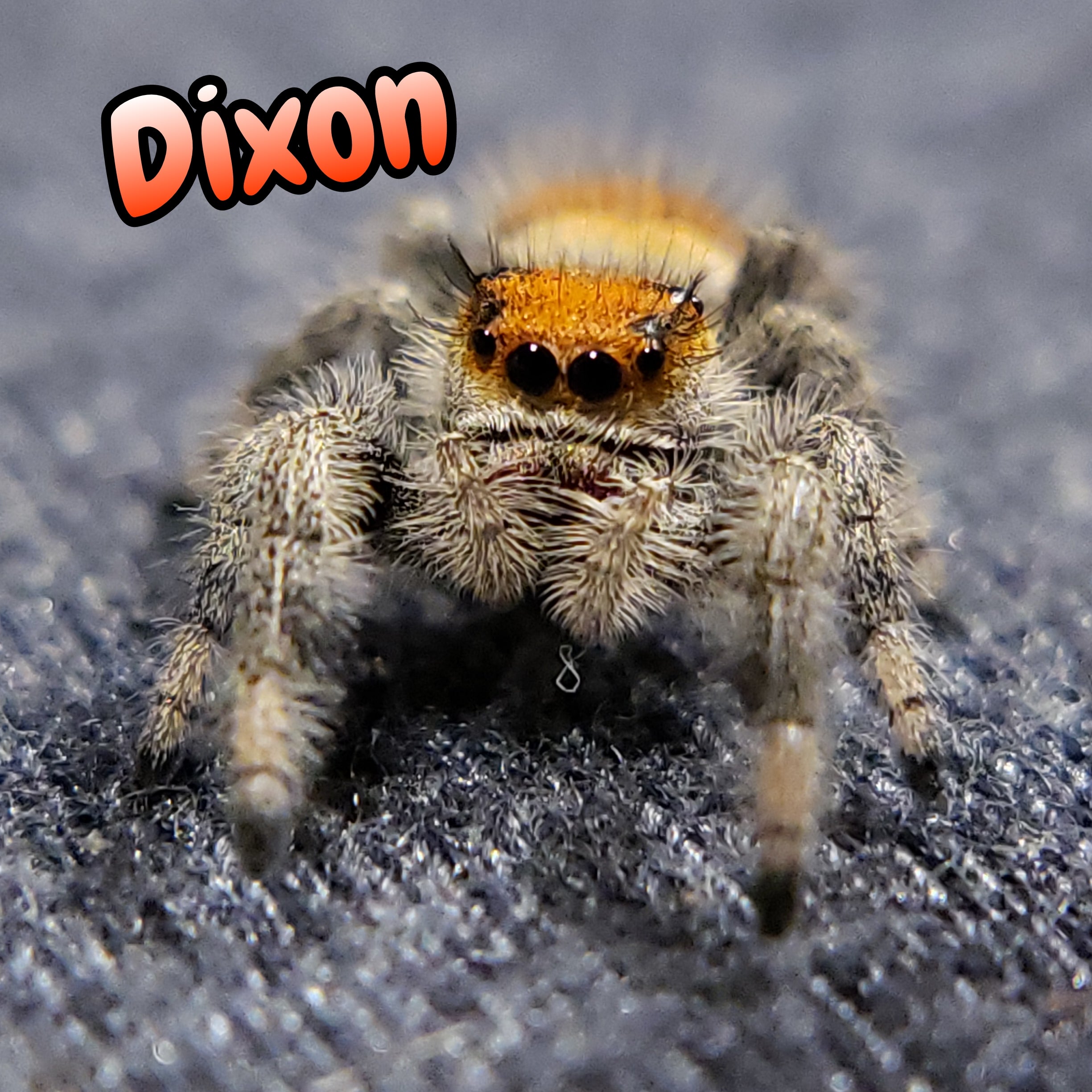 Regal Jumping Spider "Dixon"