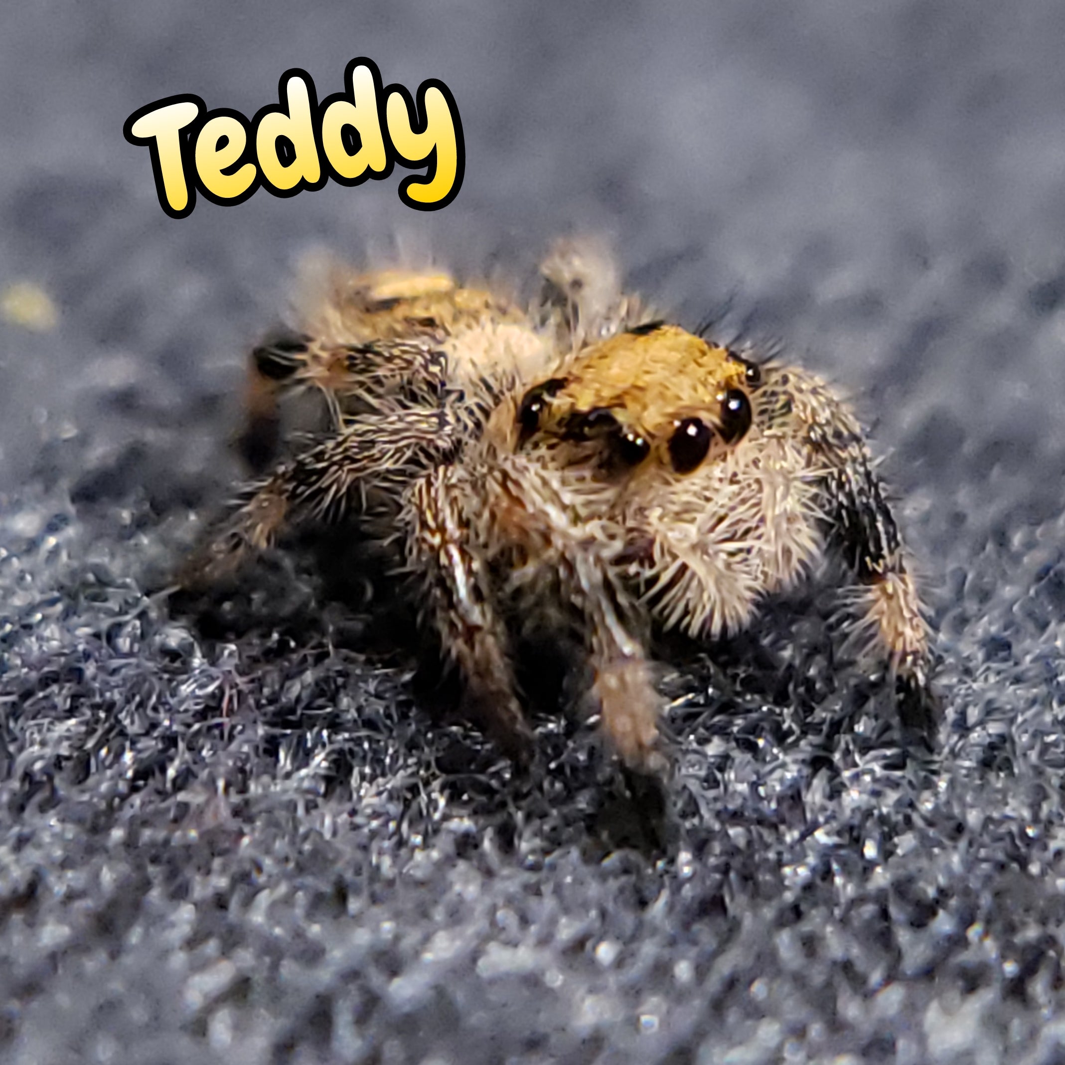 Regal Jumping Spider "Teddy"