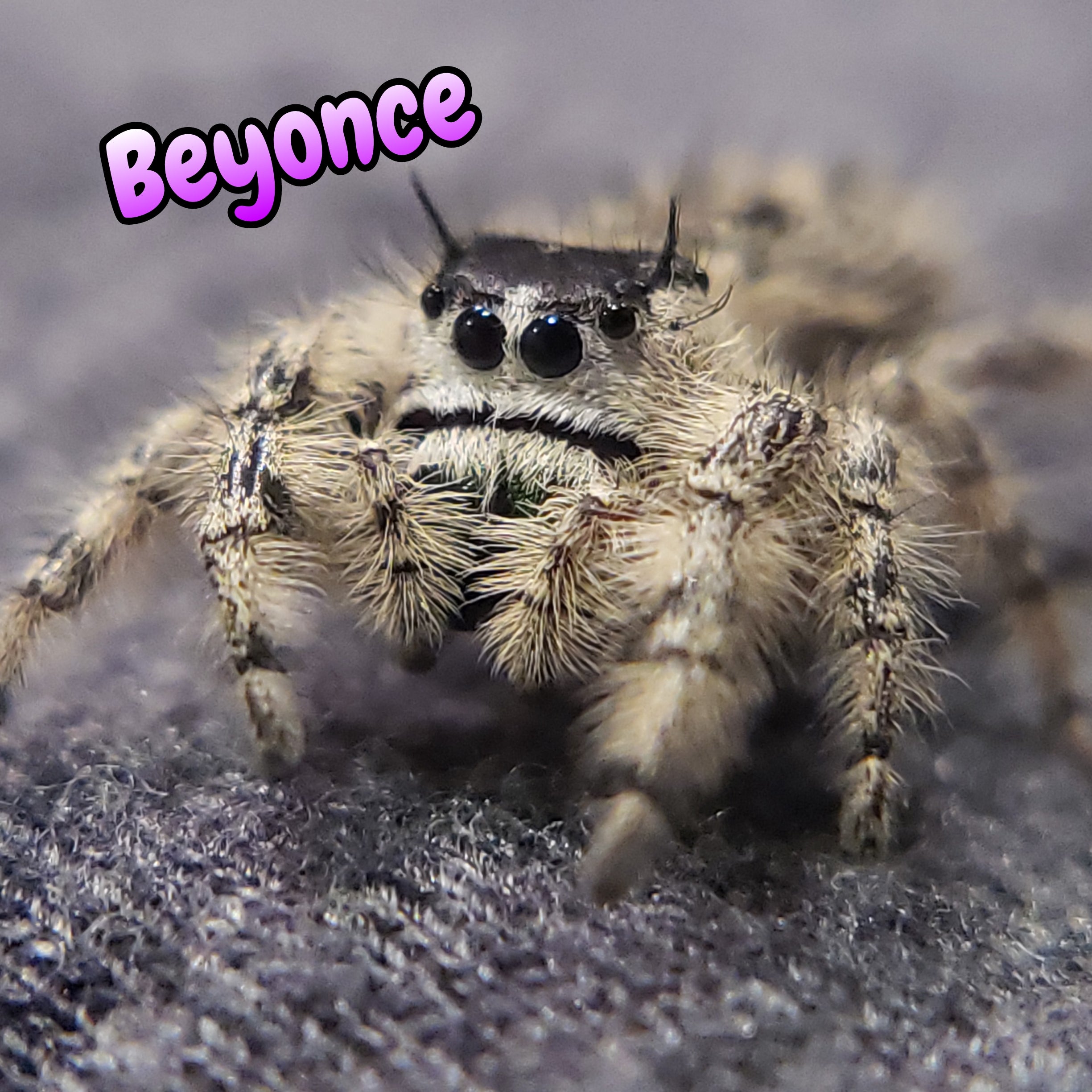 Otiosus Jumping Spider "Beyonce"