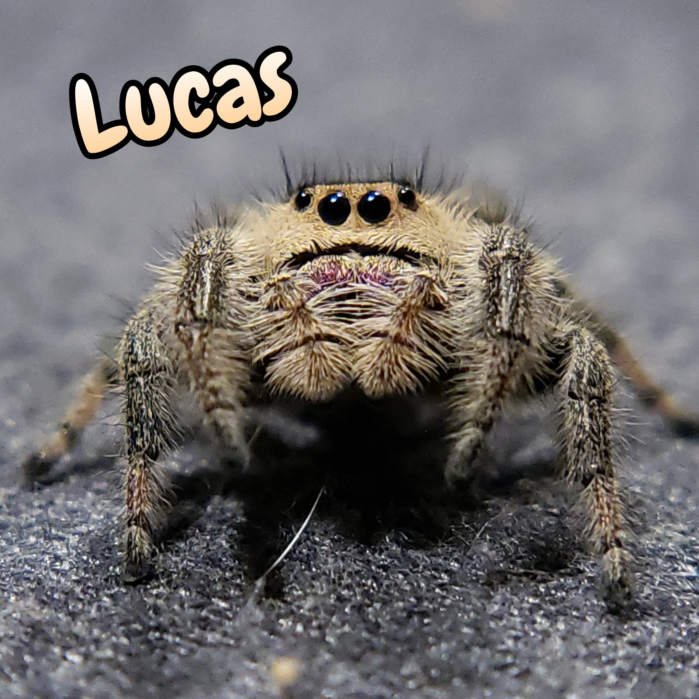 Regal Jumping Spider "Lucas"