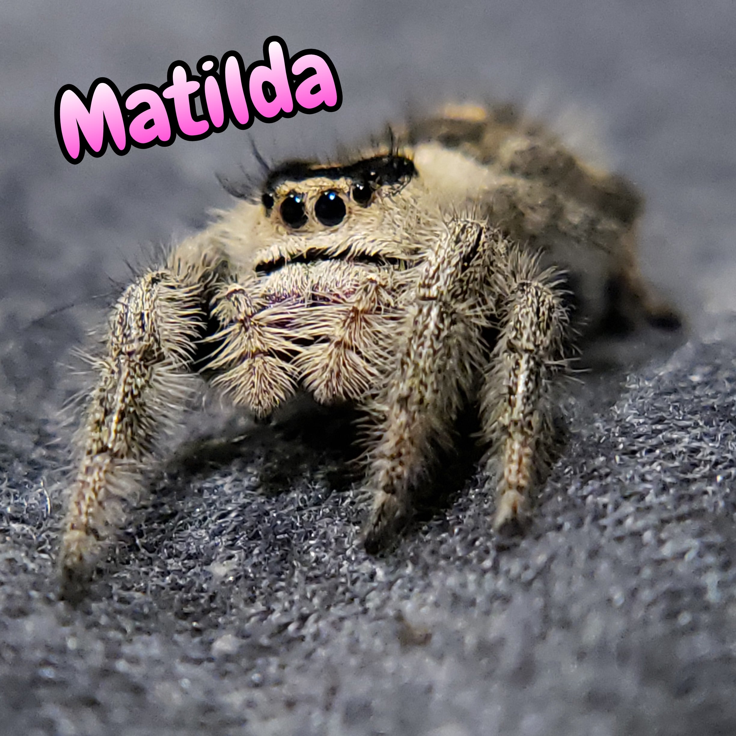 Regal Jumping Spider "Matilda"