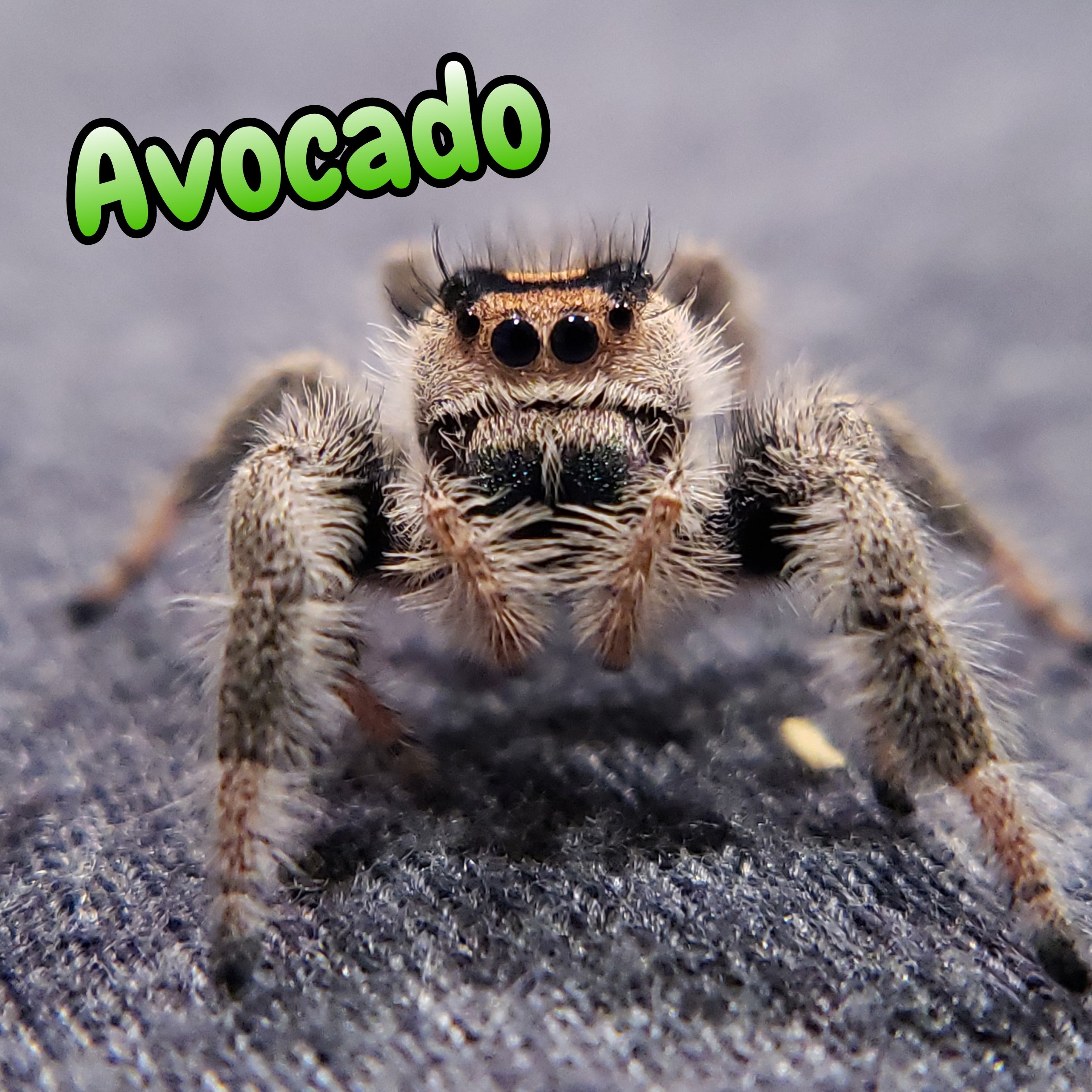 Regal Jumping Spider "Avocado"
