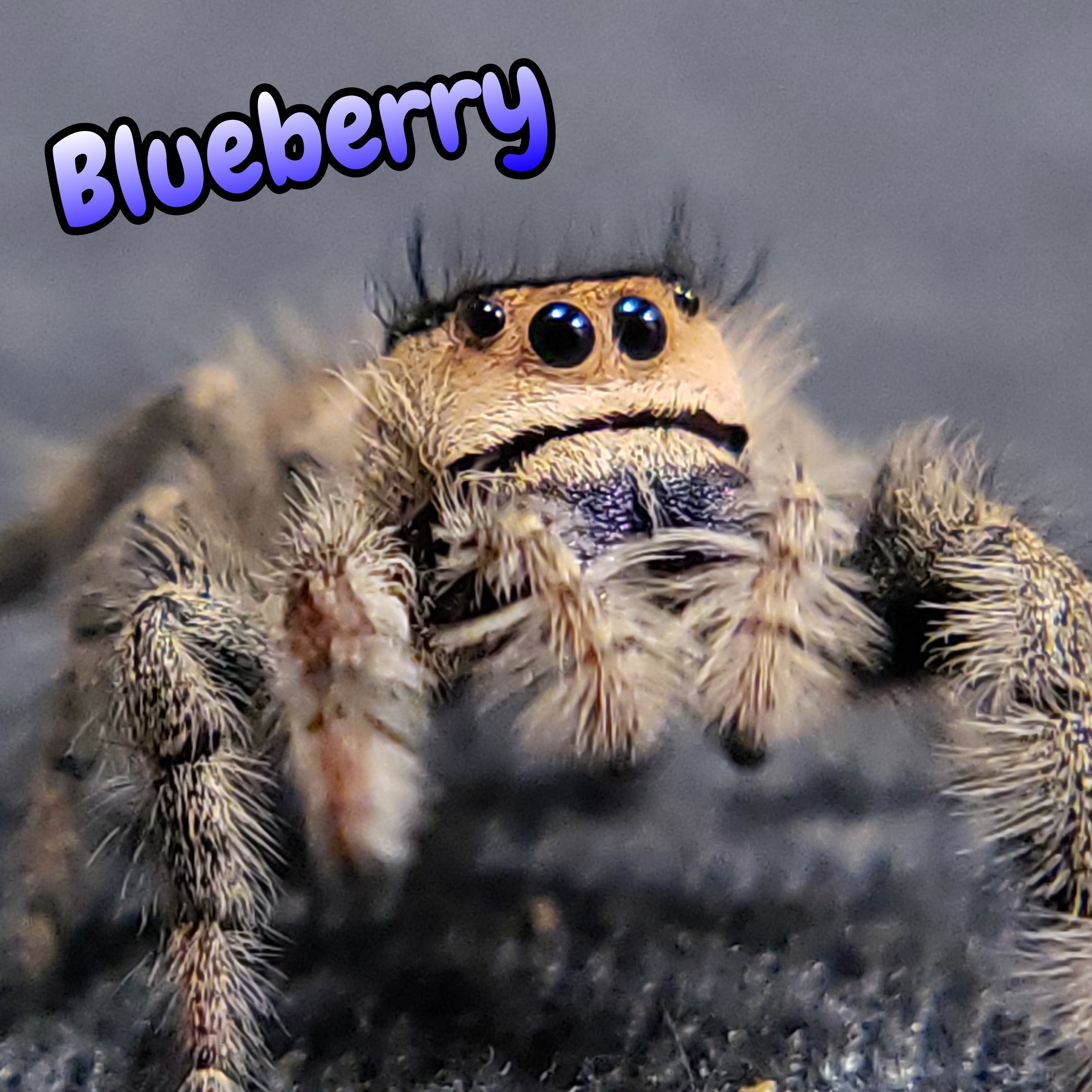 Regal Jumping Spider "Blueberry"