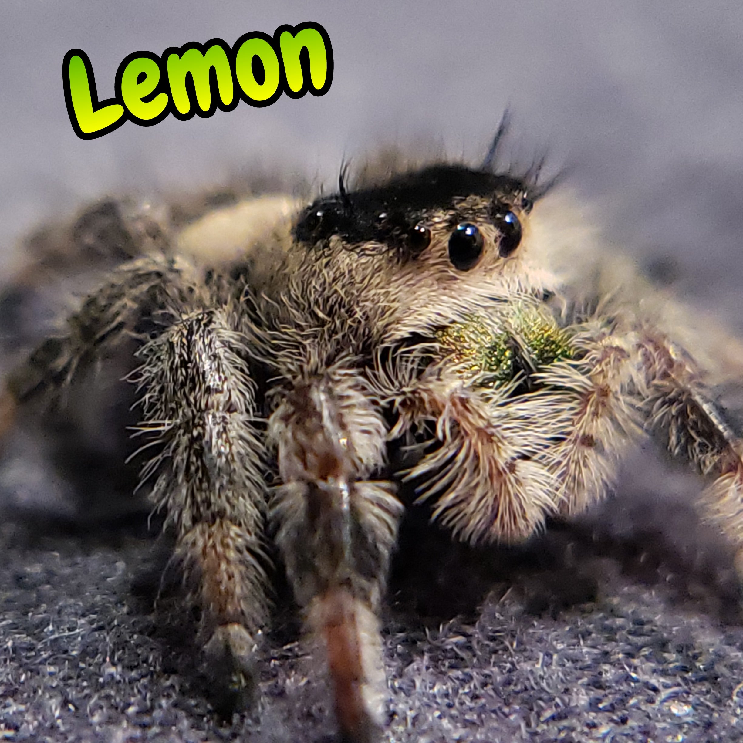 Regal Jumping Spider "Lemon"