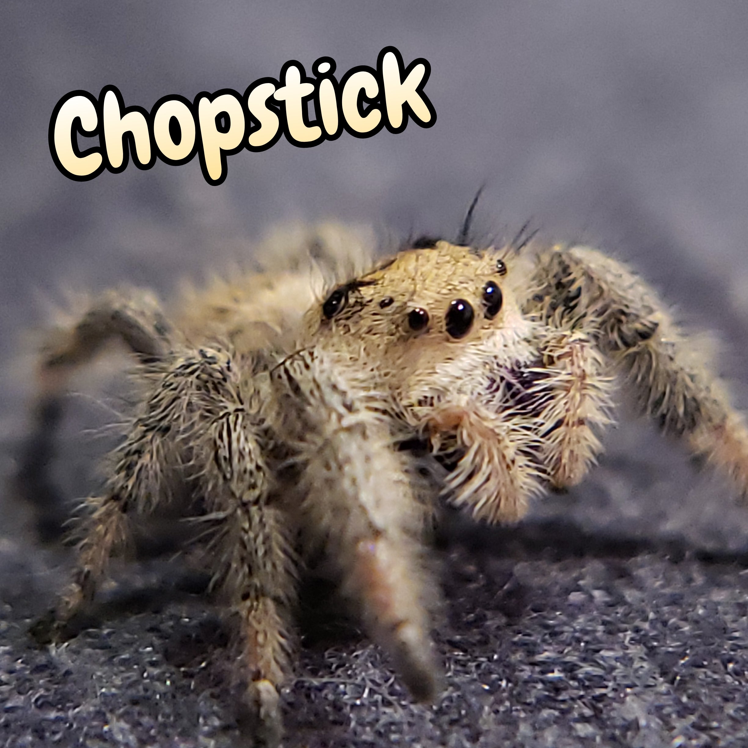 Regal Jumping Spider "Chopstick"
