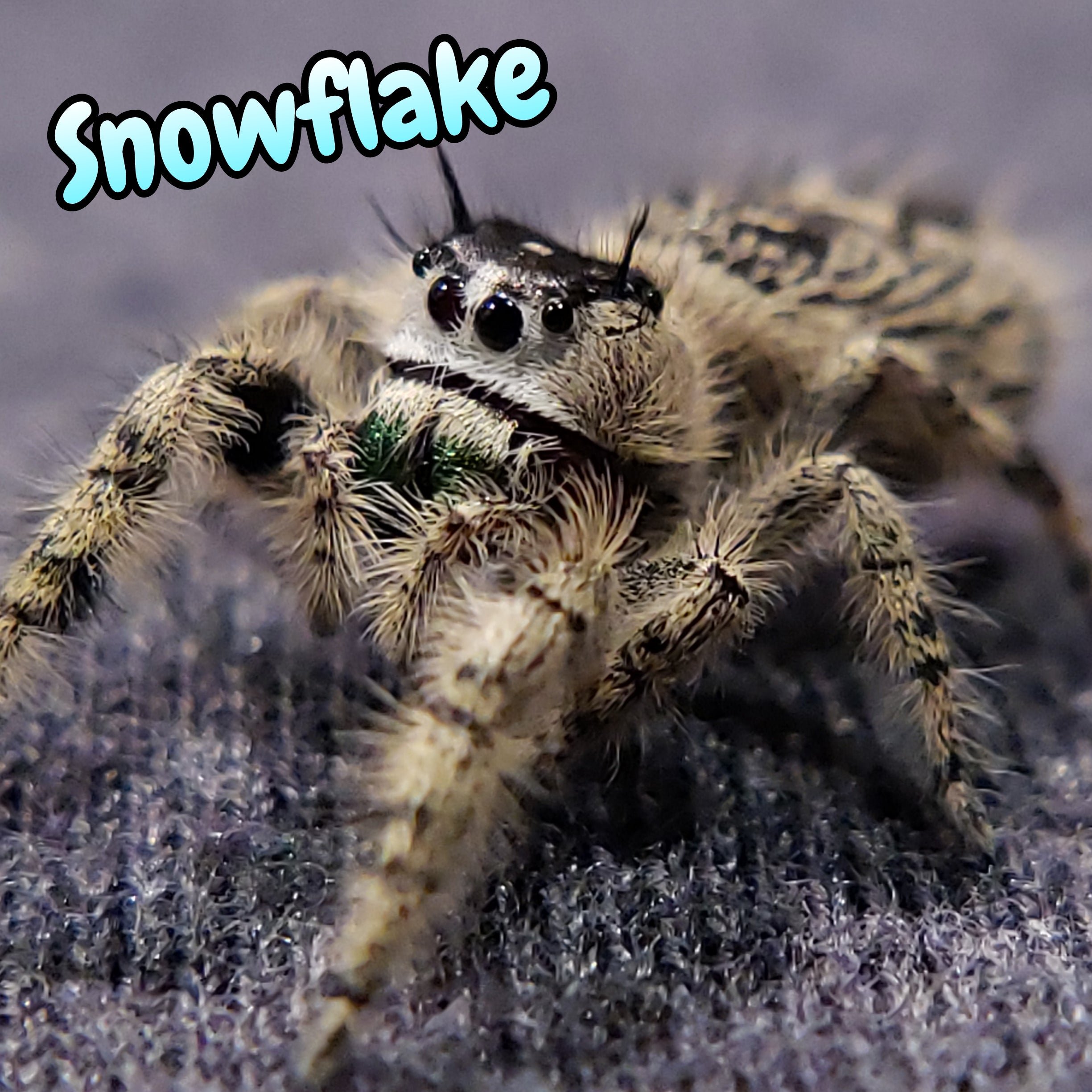 Otiosus Jumping Spider "Snowflake" (High White)
